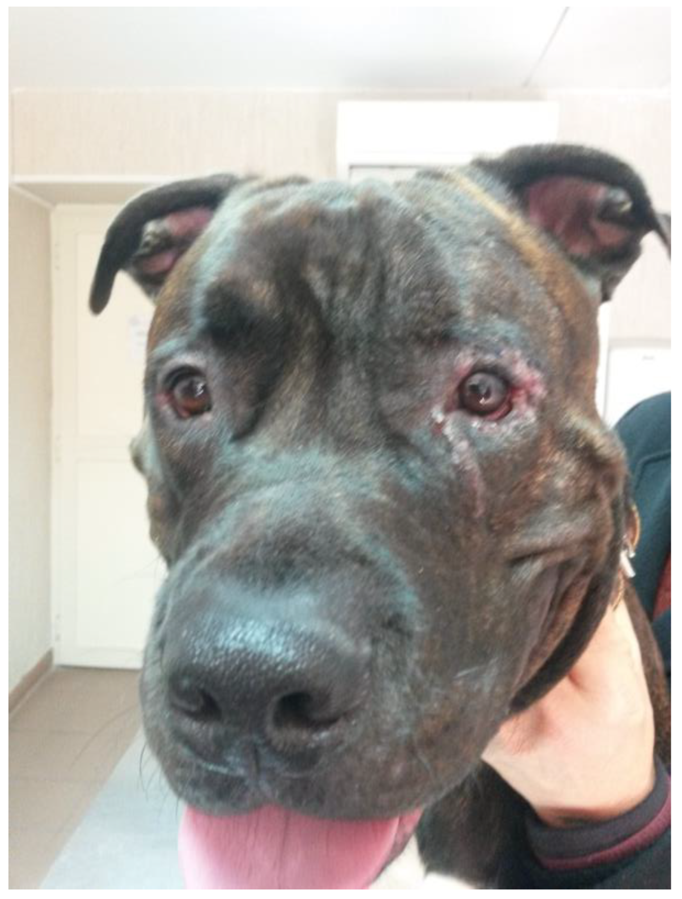 Vetsci 12 00705 g006