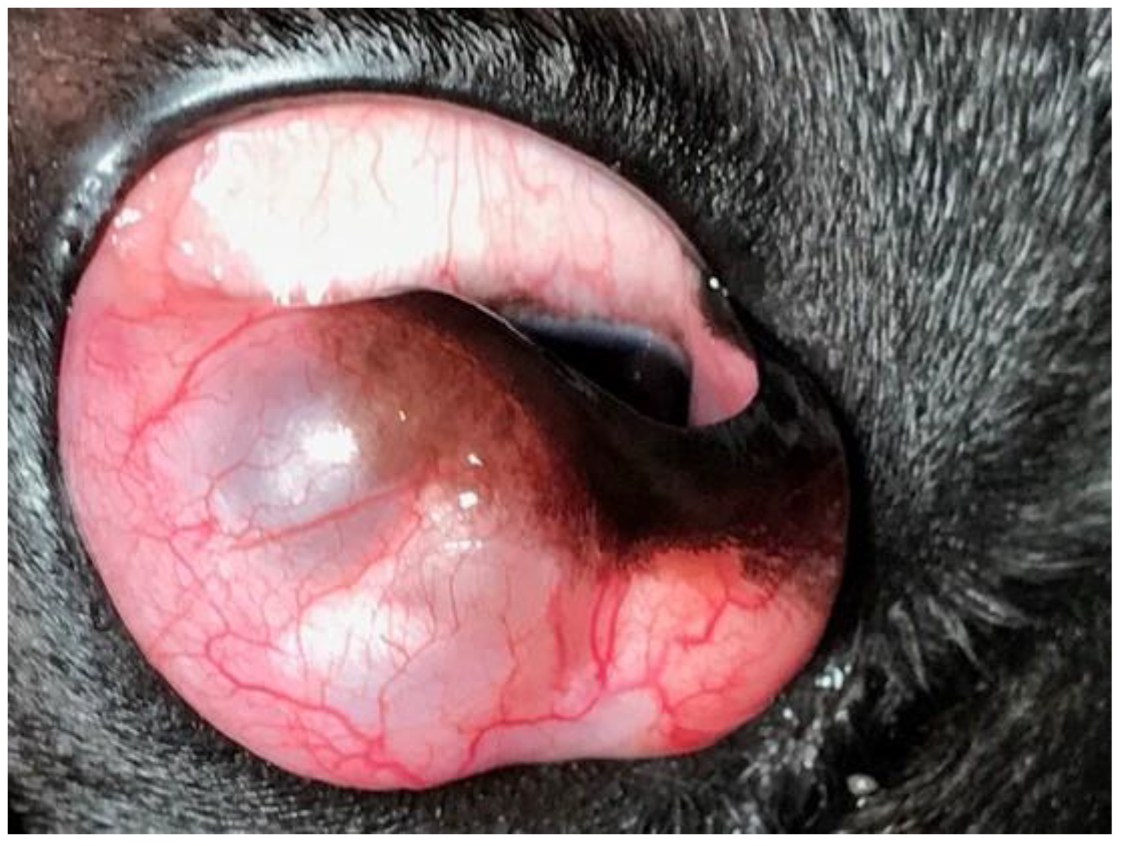 Vetsci 12 00705 g007