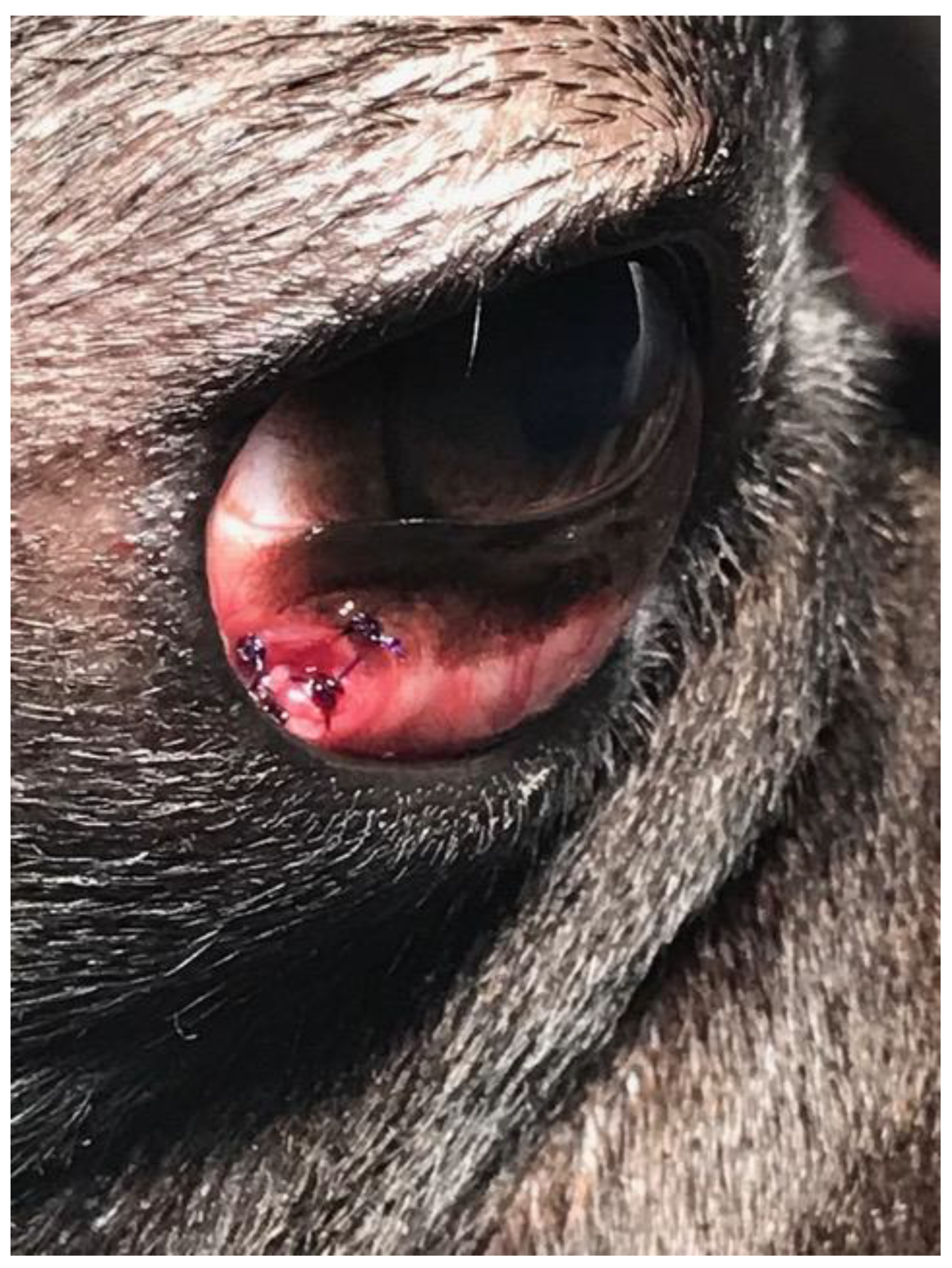 Vetsci 12 00705 g008