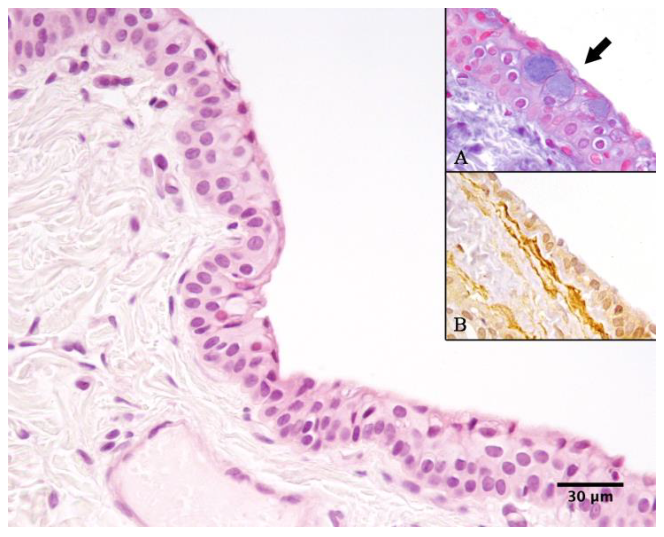 Vetsci 12 00705 g010