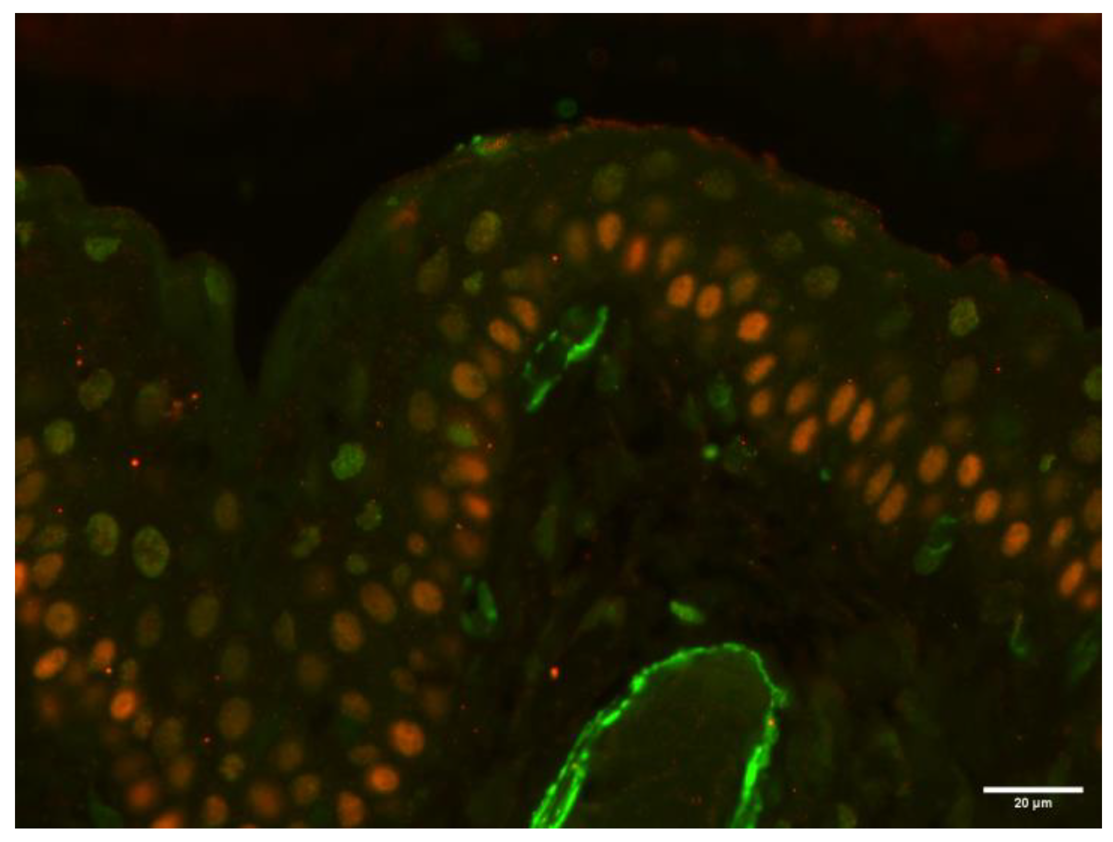 Vetsci 12 00705 g011