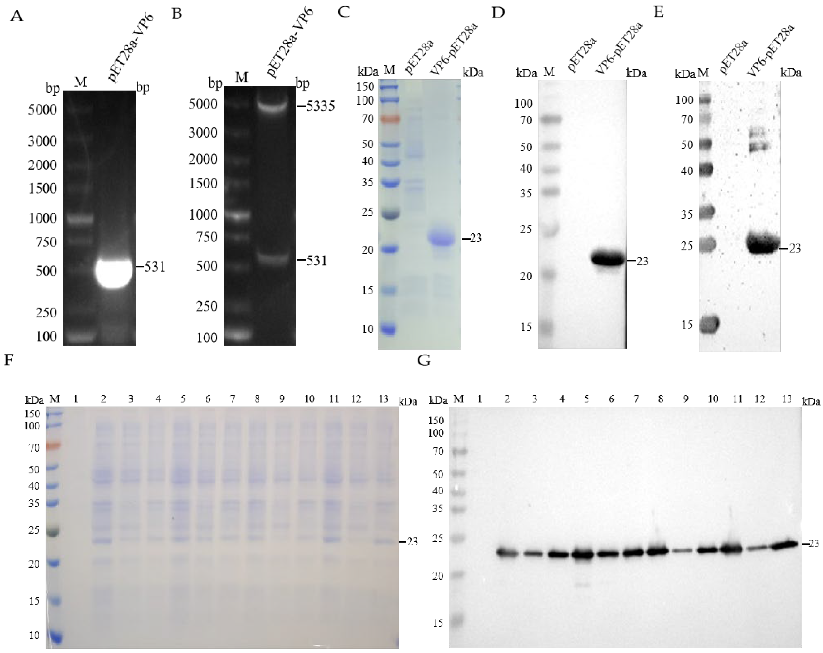 Vetsci 12 00710 g001