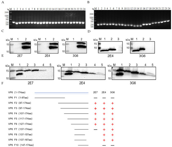 Vp6 Preparation and Characterization of Monoclonal Antibodies Against the ...