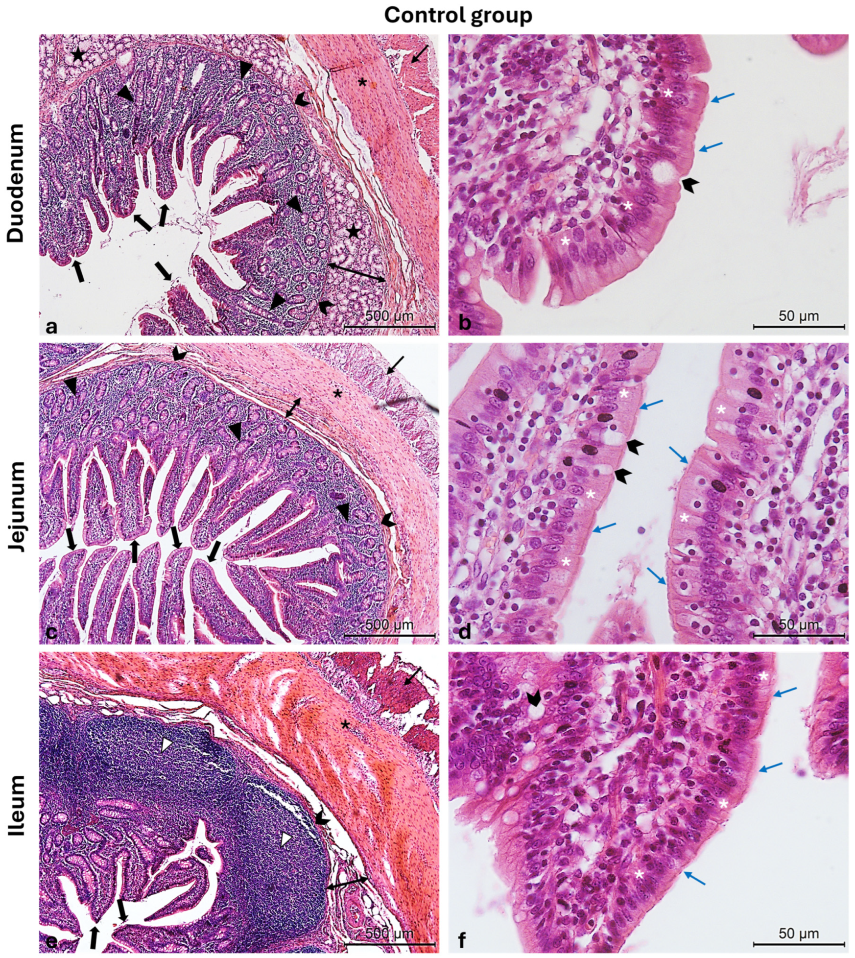 Vetsci 12 00716 g003