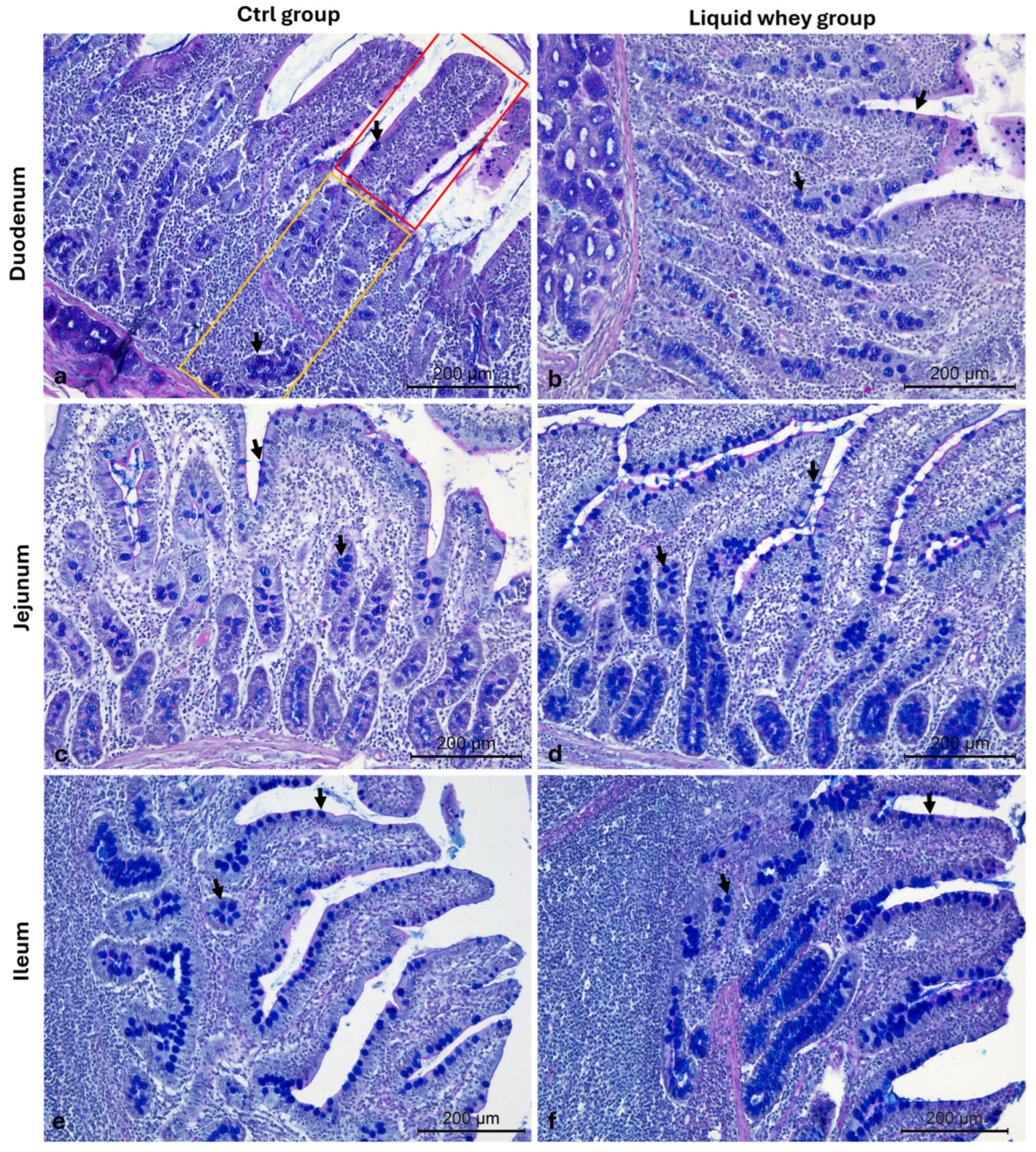 Vetsci 12 00716 g008