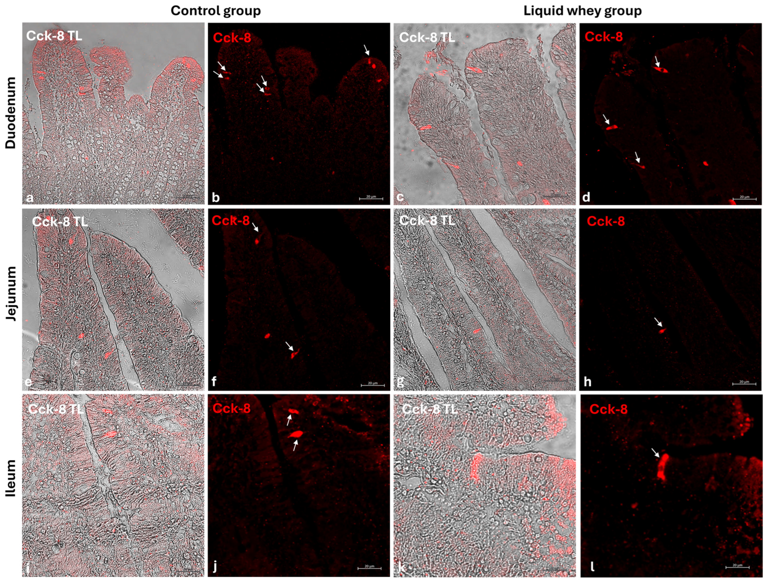 Vetsci 12 00716 g009
