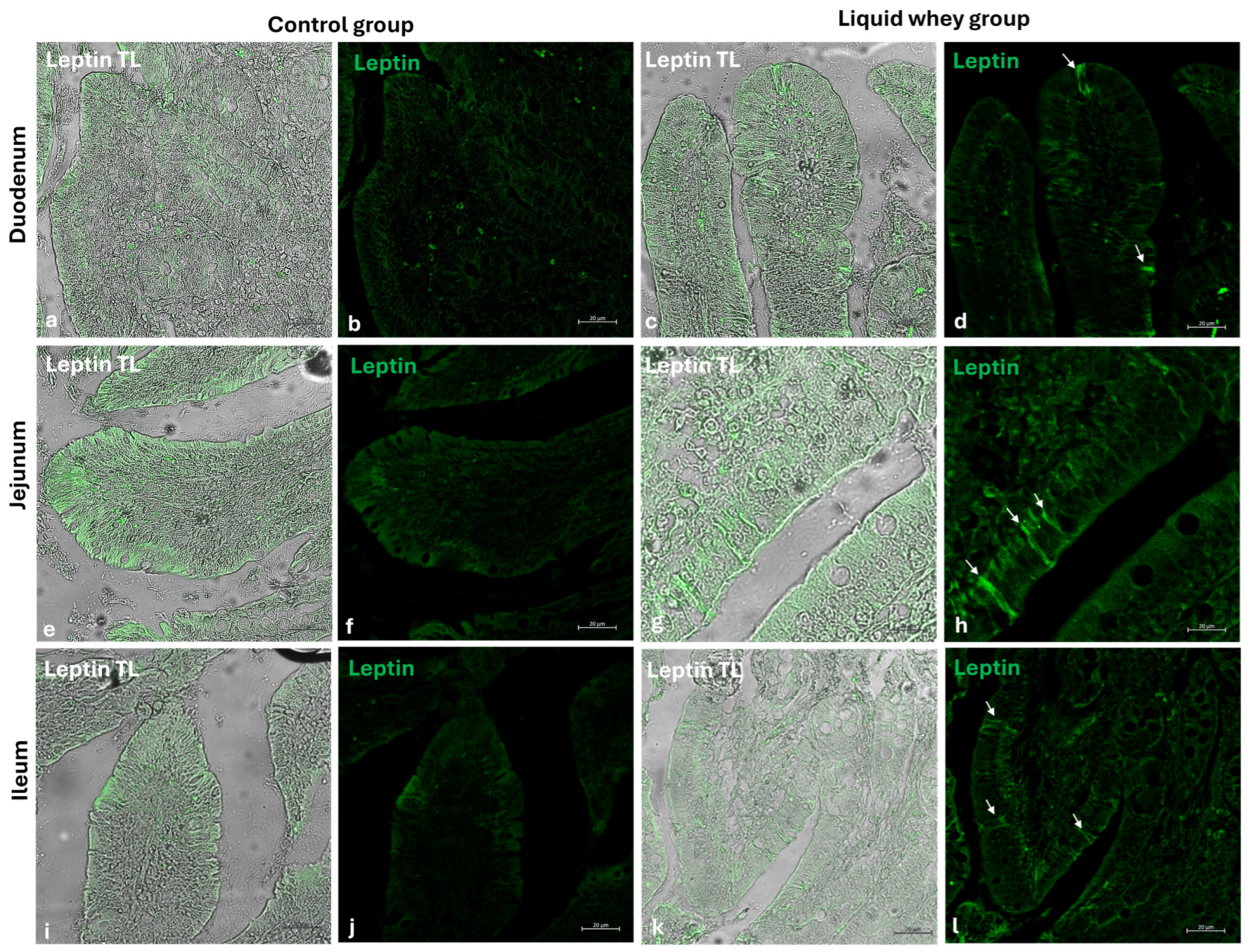 Vetsci 12 00716 g010