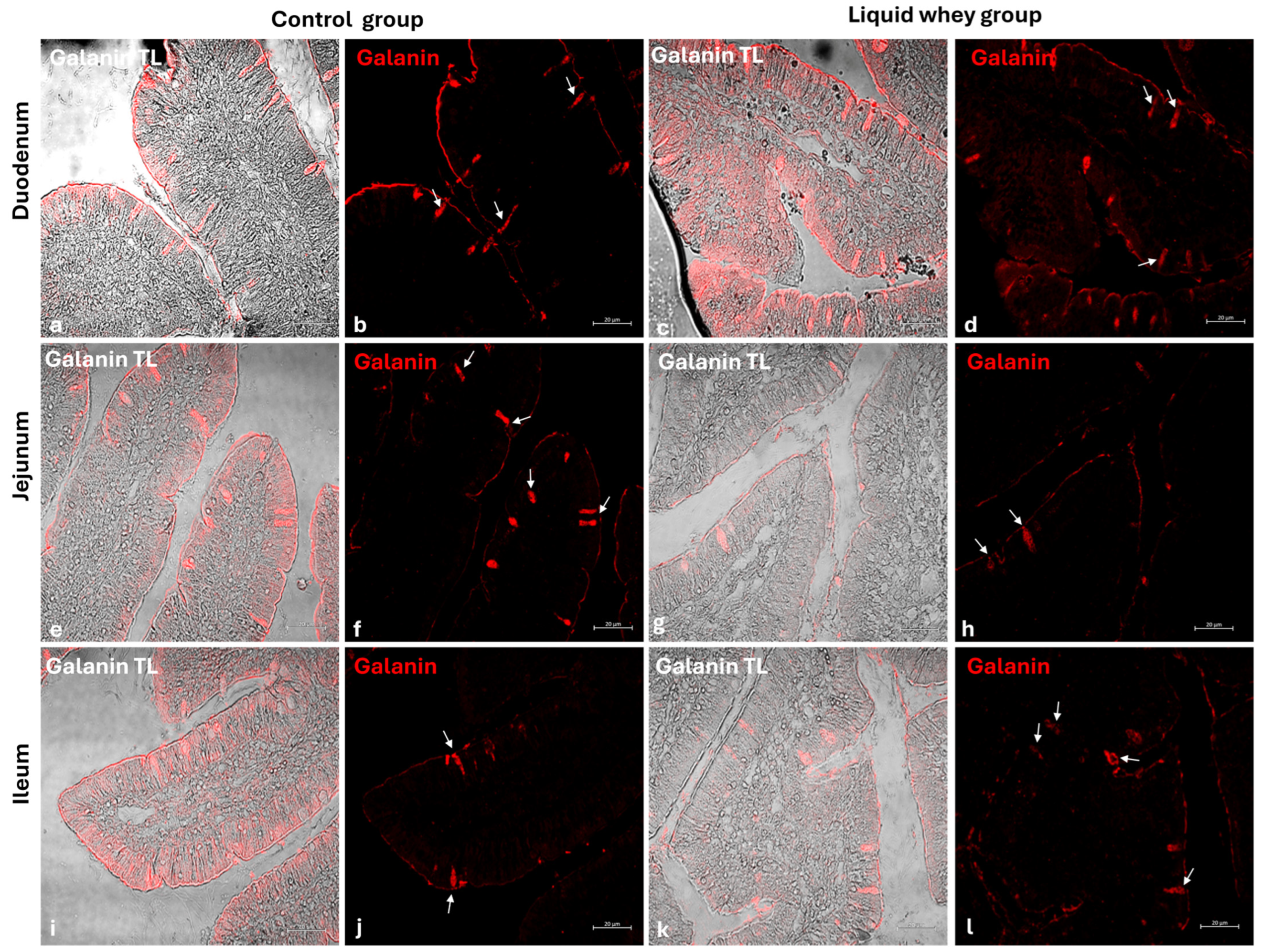 Vetsci 12 00716 g011