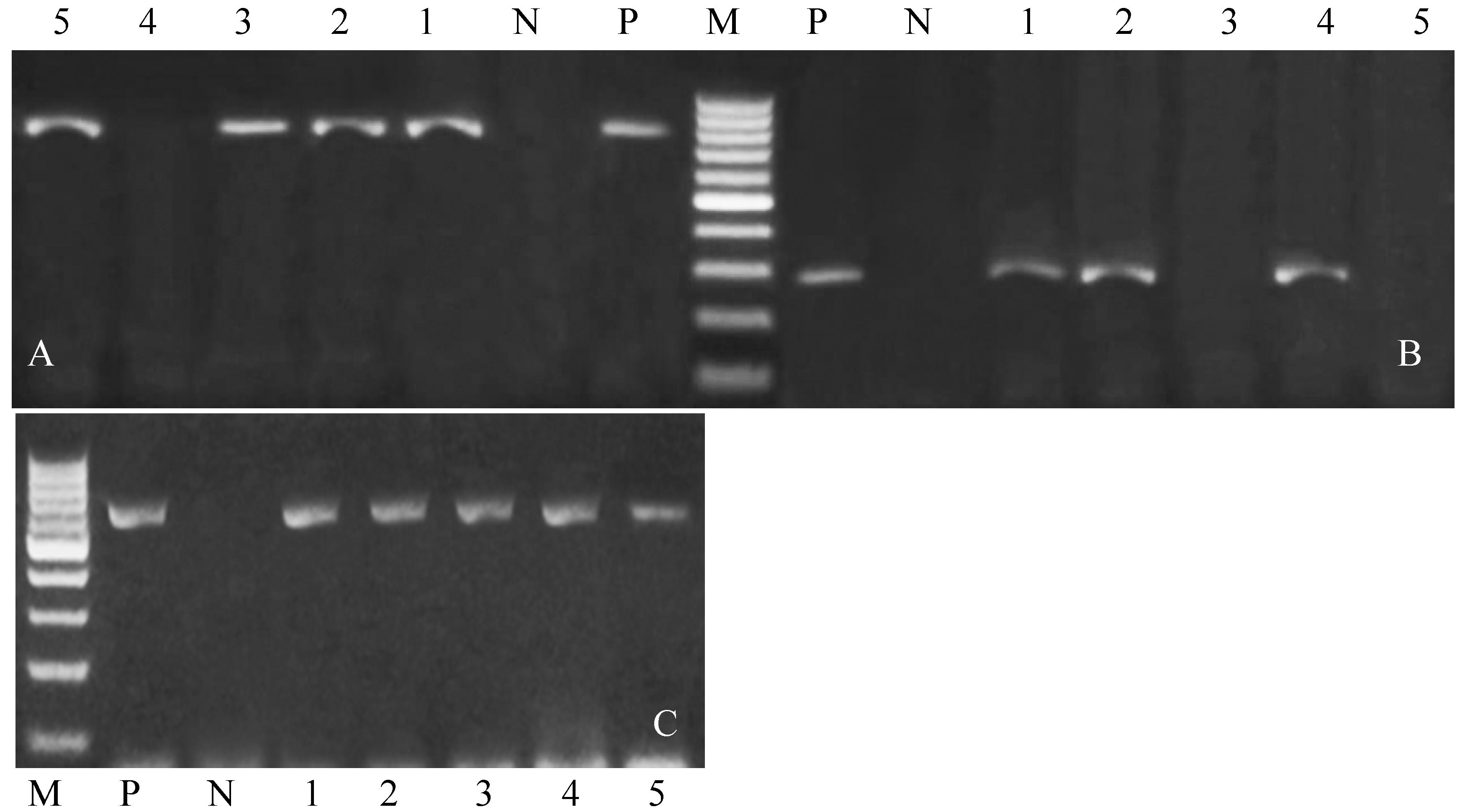 Vetsci 12 00719 g001 Vetsci 12 00719 g001