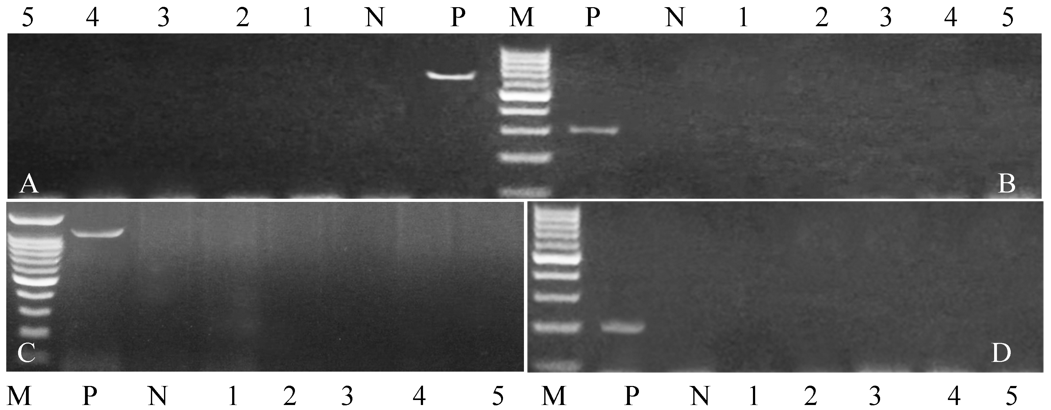 Vetsci 12 00719 g002 Vetsci 12 00719 g002