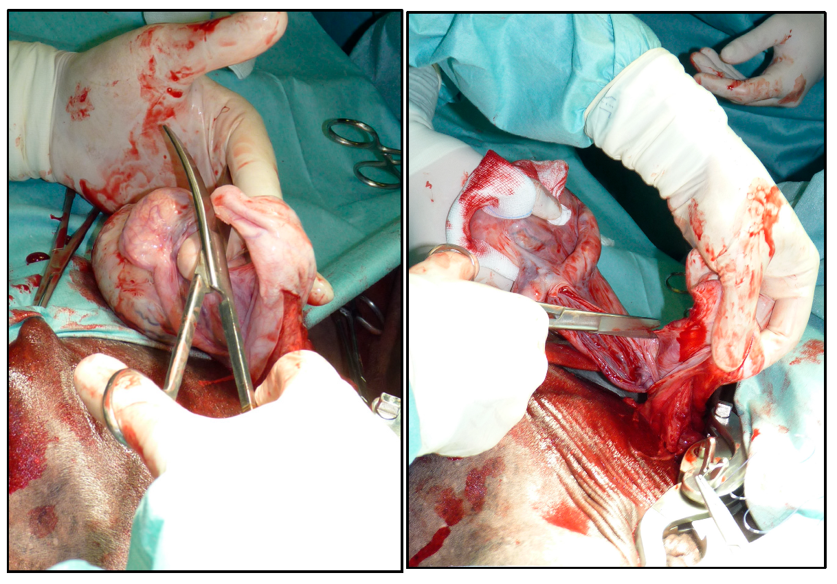 Vetsci 12 00720 g002