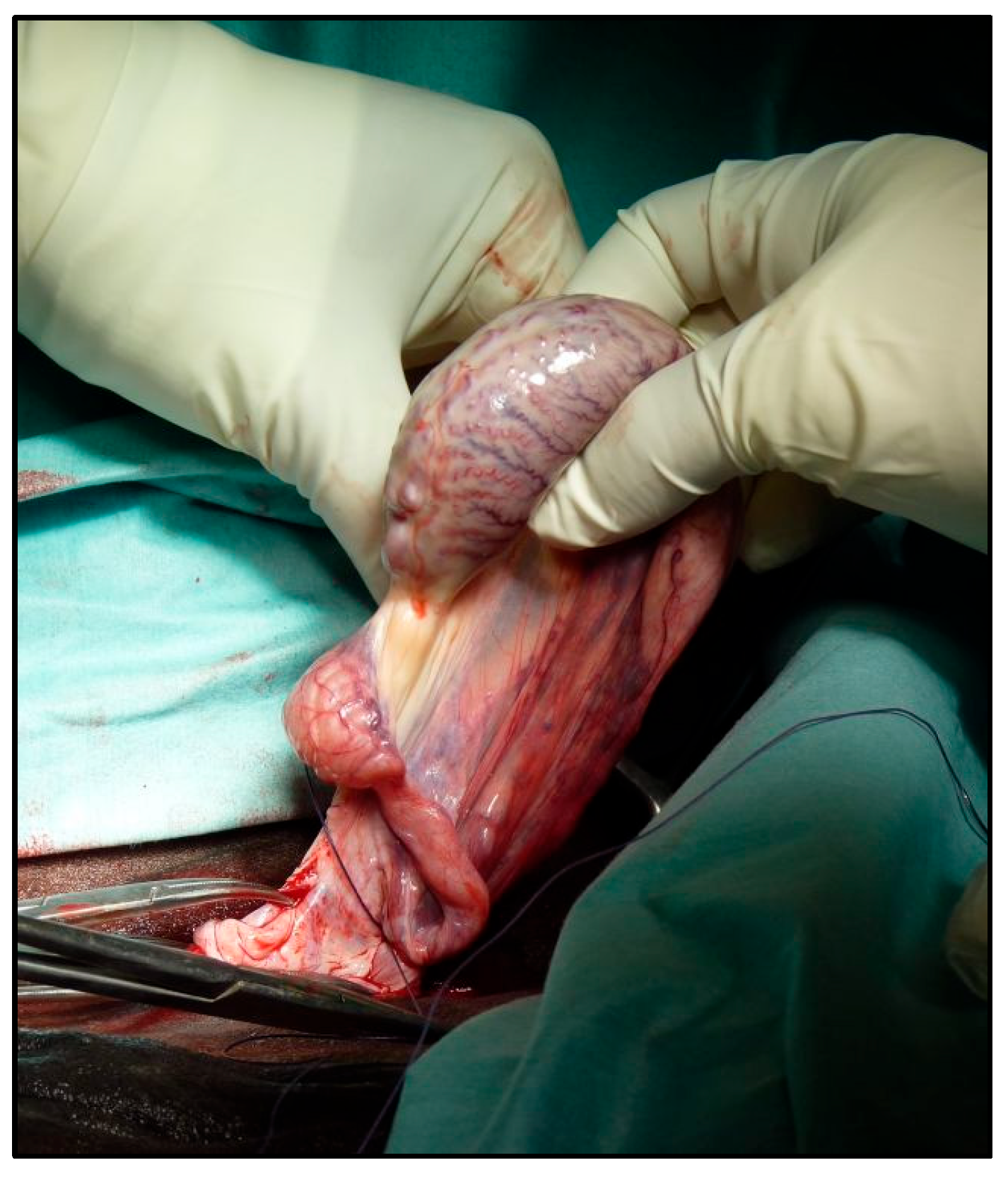 Vetsci 12 00720 g003