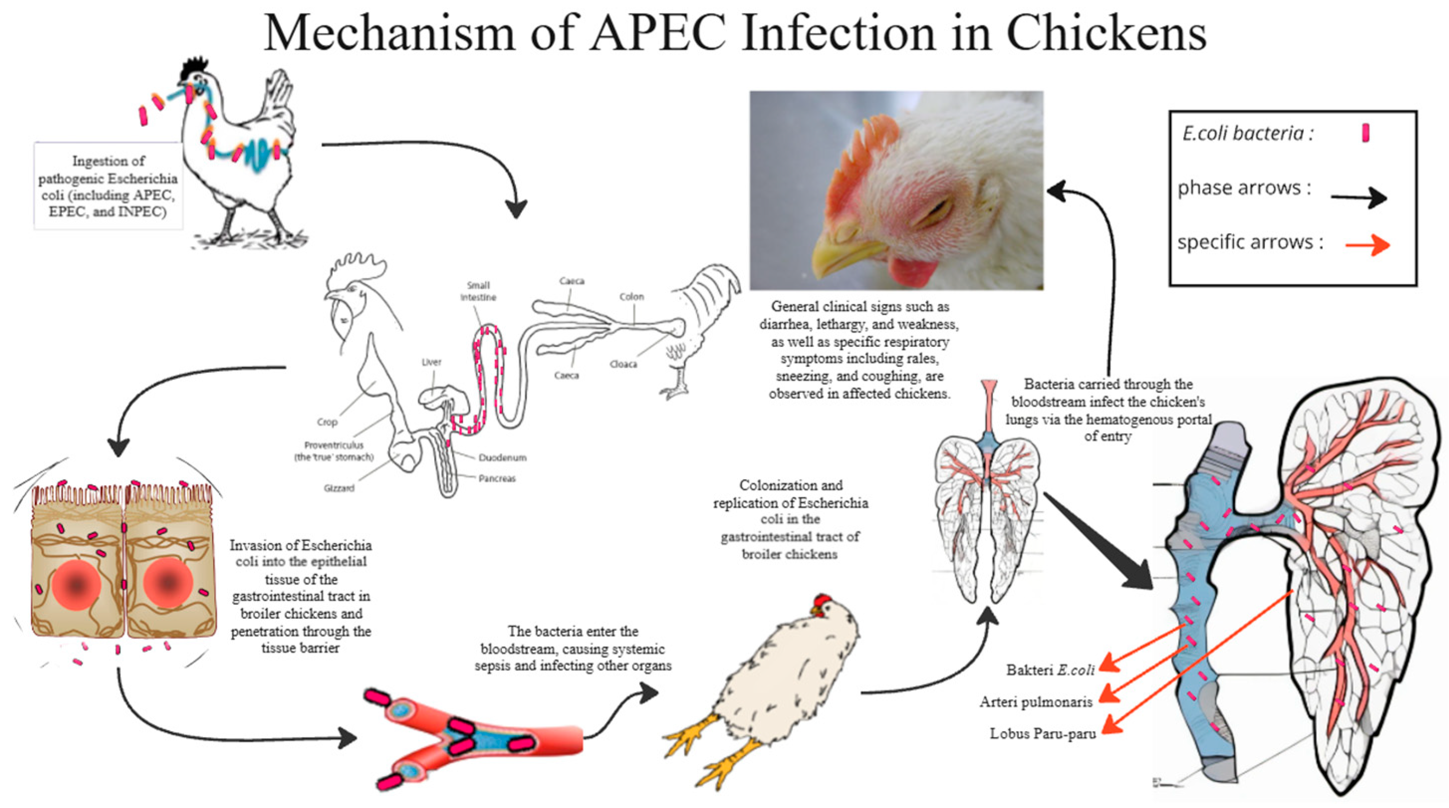 Vetsci 12 00726 g005