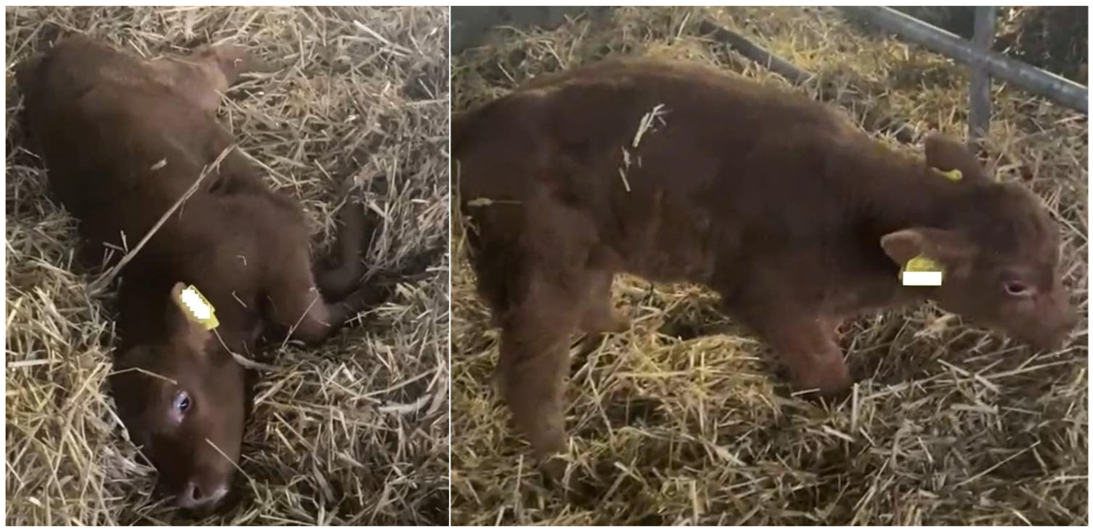 Vetsci 12 00728 g001 Vetsci 12 00728 g001