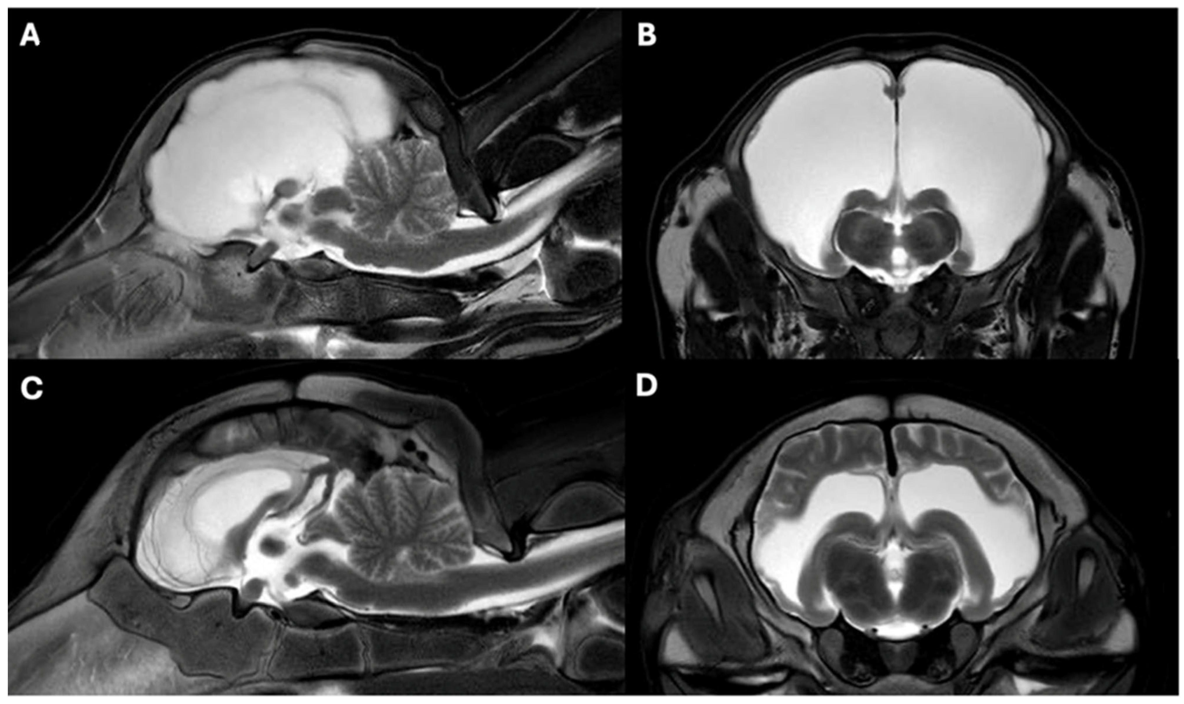 Vetsci 12 00728 g002 Vetsci 12 00728 g002