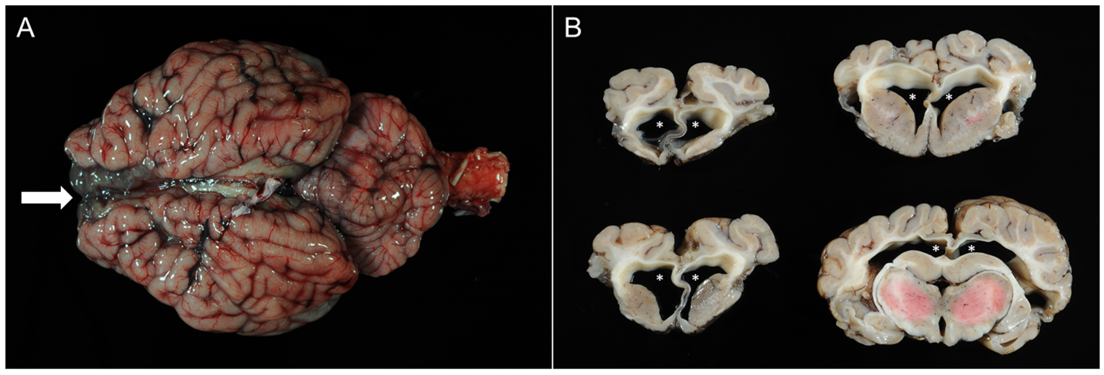 Vetsci 12 00728 g003 Vetsci 12 00728 g003