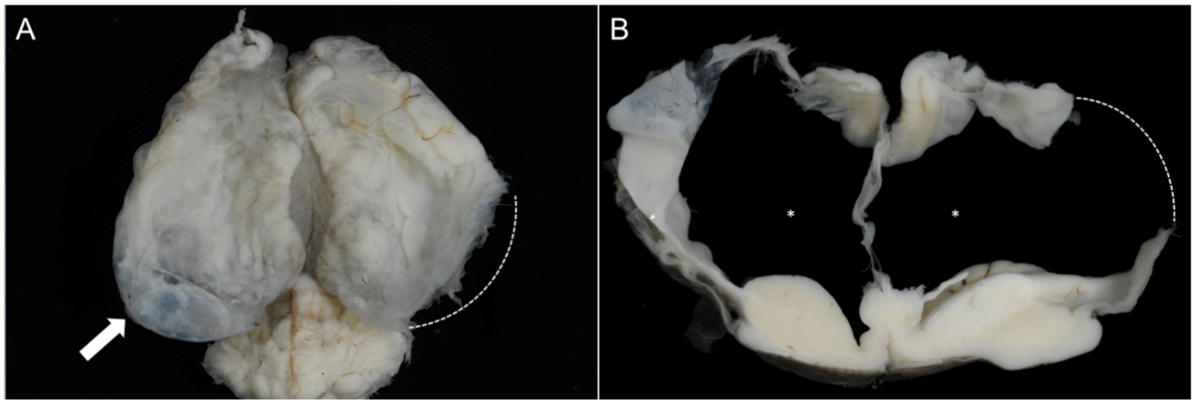 Vetsci 12 00728 g004 Vetsci 12 00728 g004