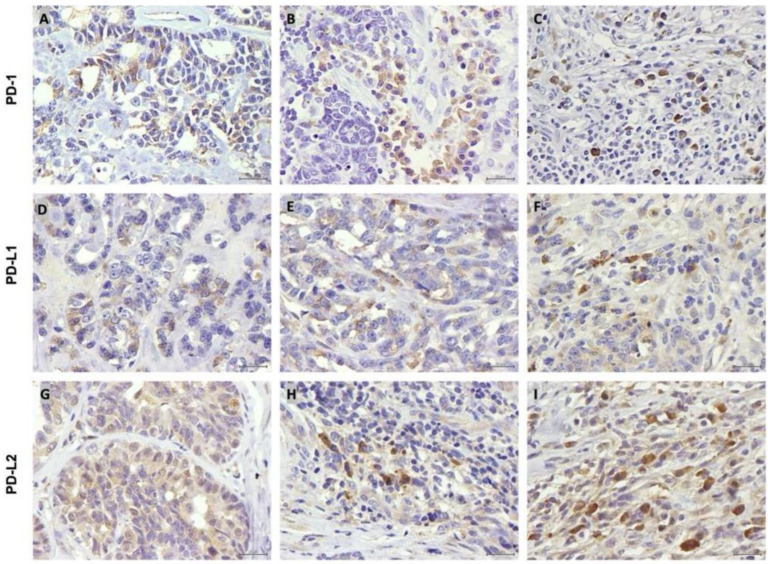 Vetsci 12 00731 g001