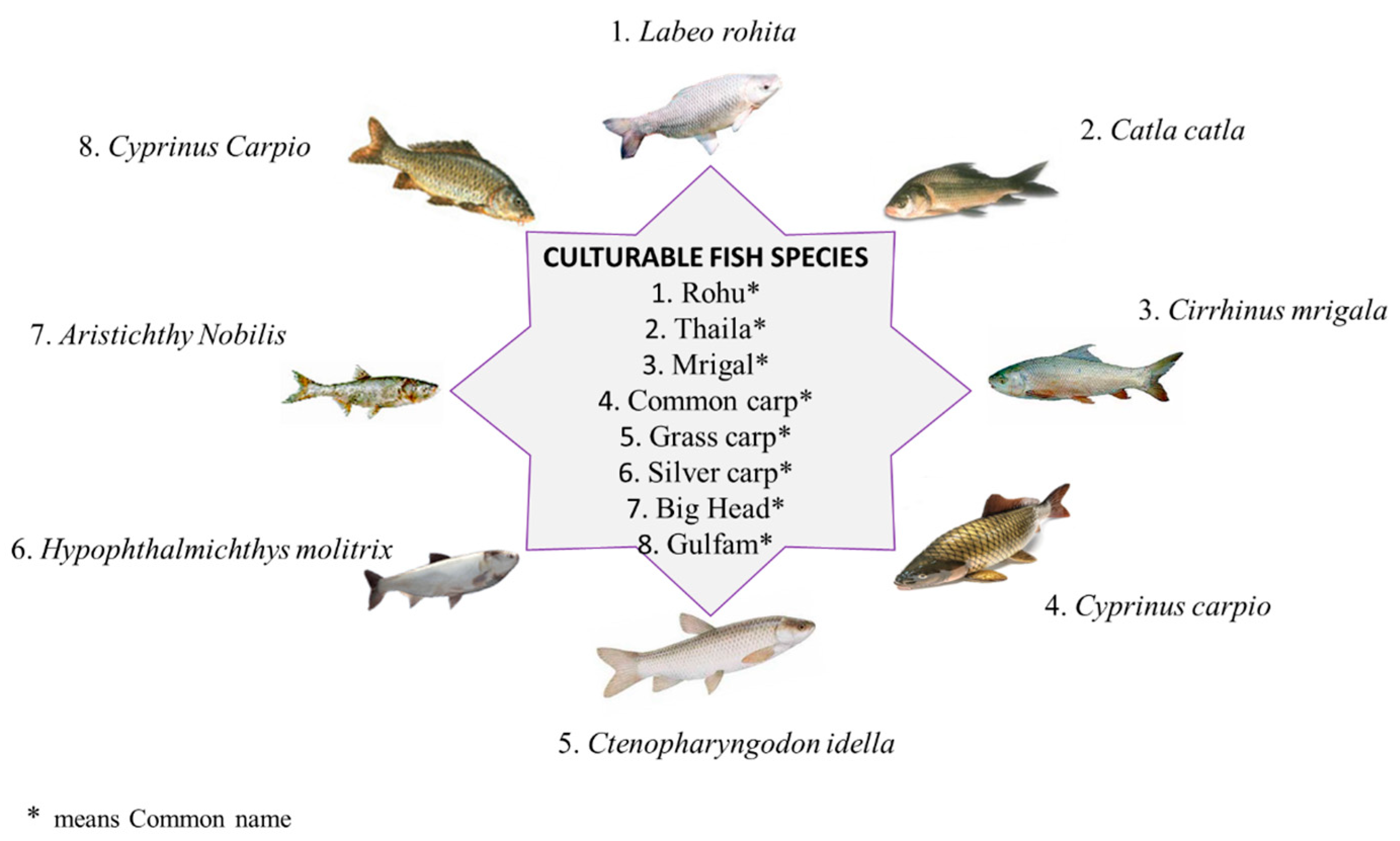 Vetsci 12 00733 g004