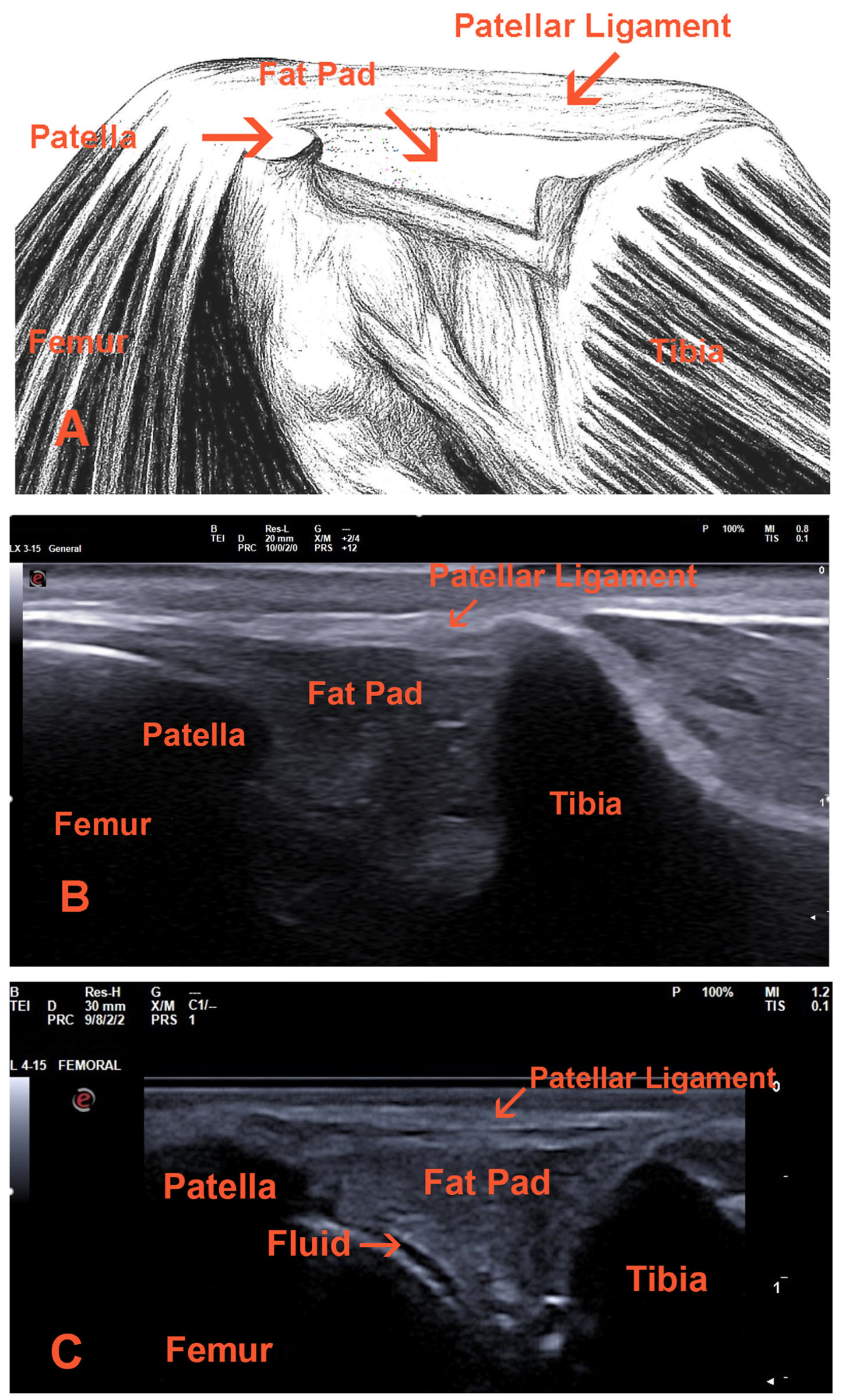 Vetsci 12 00734 g001
