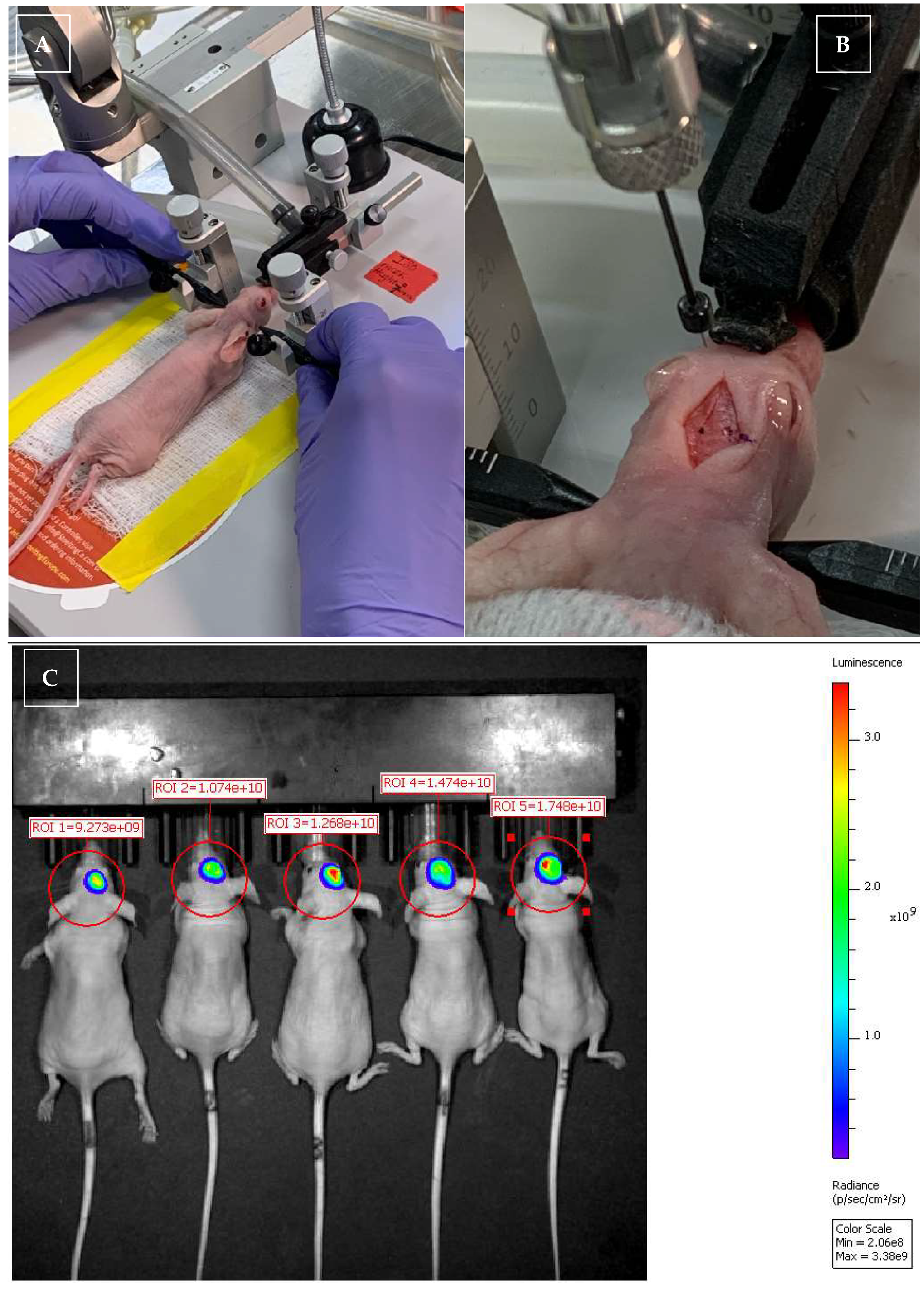 Vetsci 12 00735 g001a Vetsci 12 00735 g001a