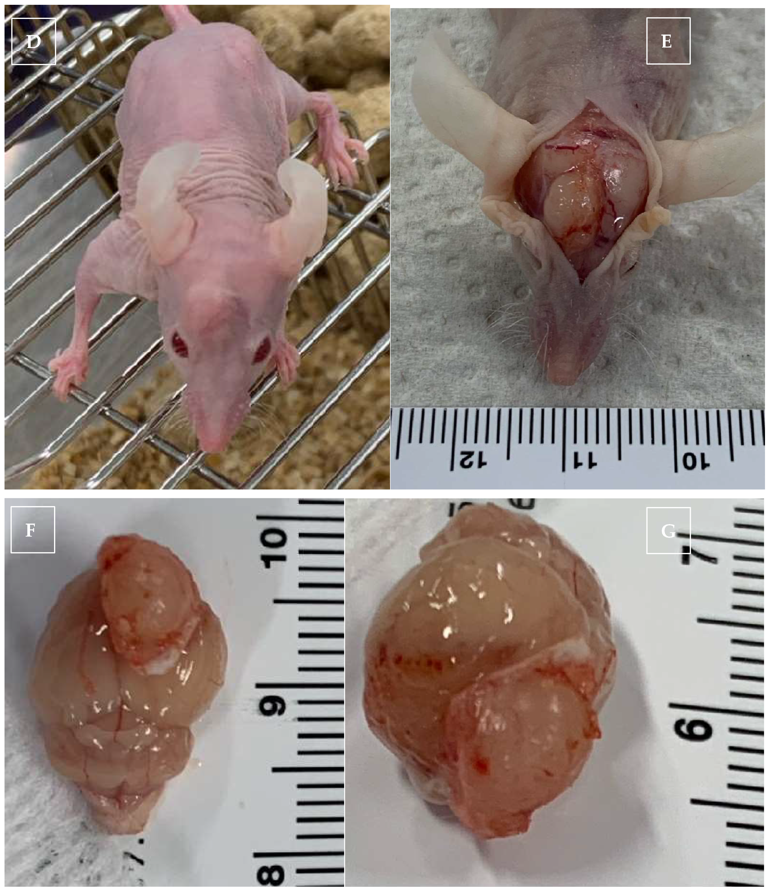 Vetsci 12 00735 g001b Vetsci 12 00735 g001b