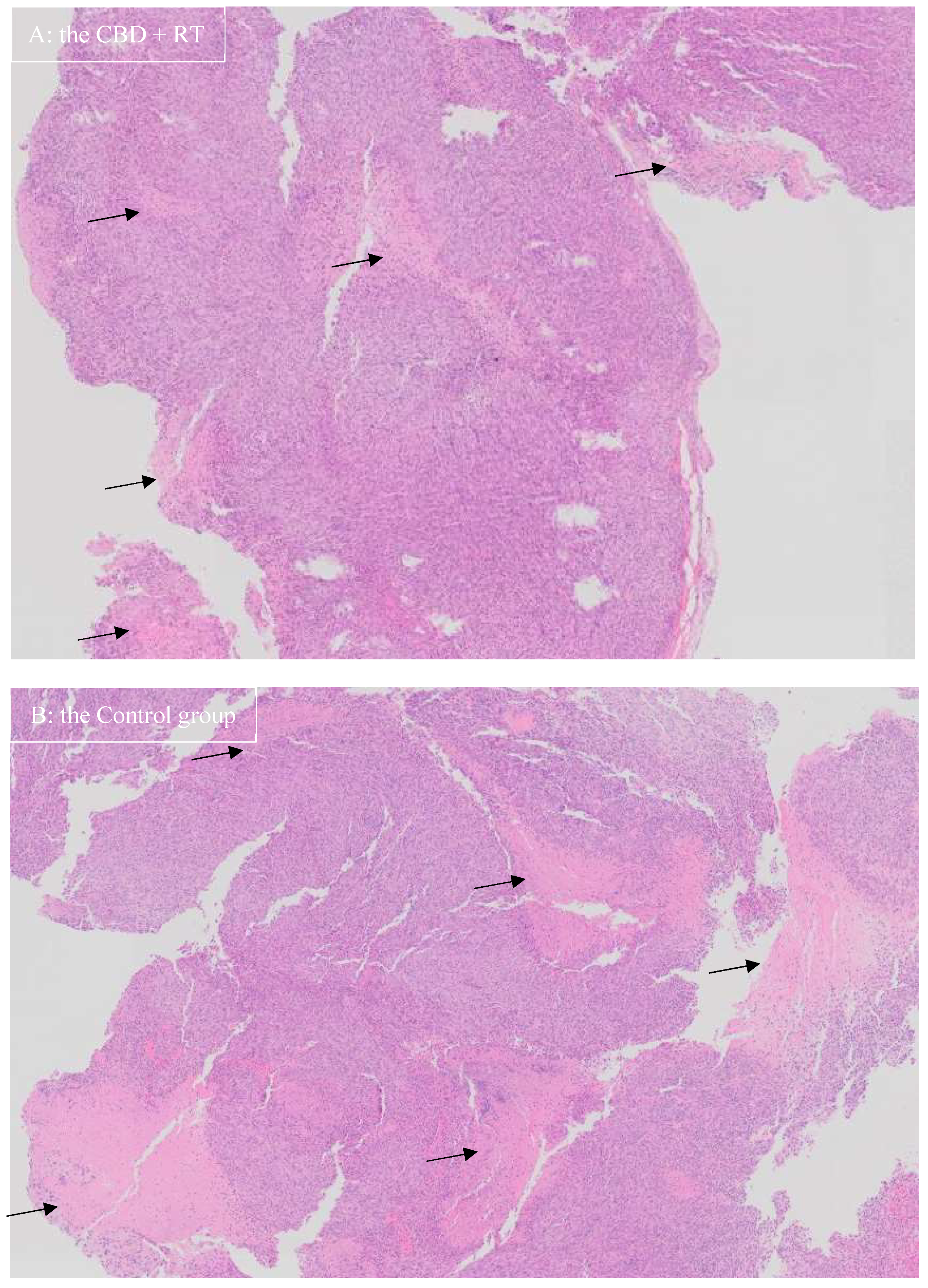 Vetsci 12 00735 g003 Vetsci 12 00735 g003