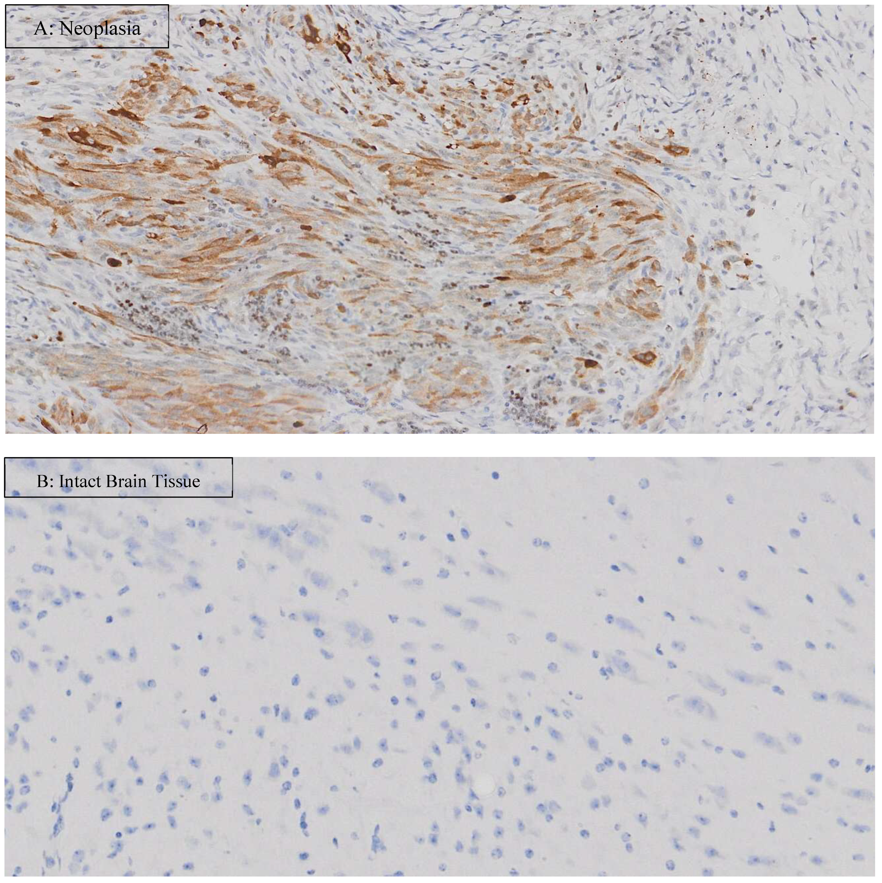 Vetsci 12 00735 g004 Vetsci 12 00735 g004