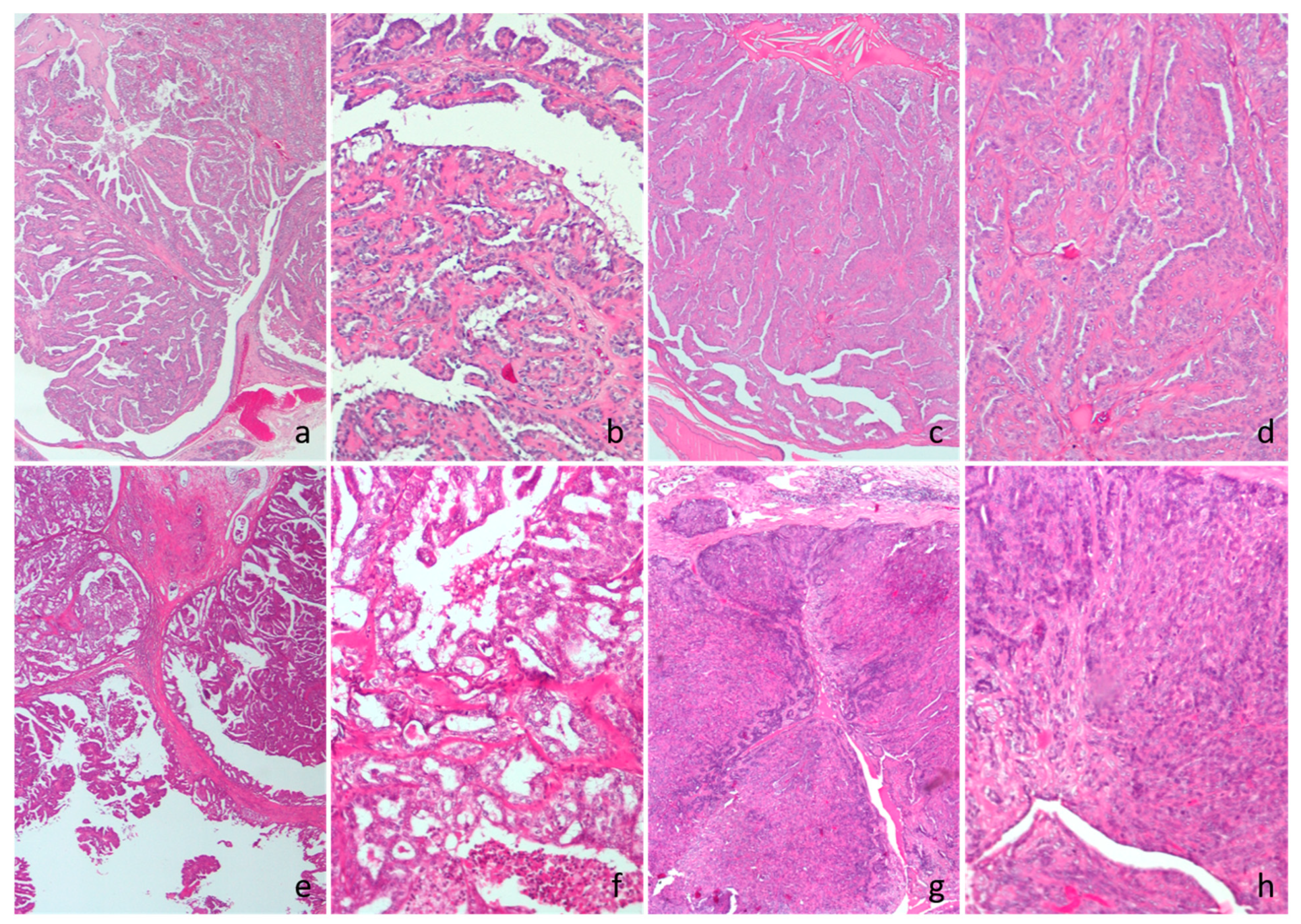 Vetsci 12 00736 g001