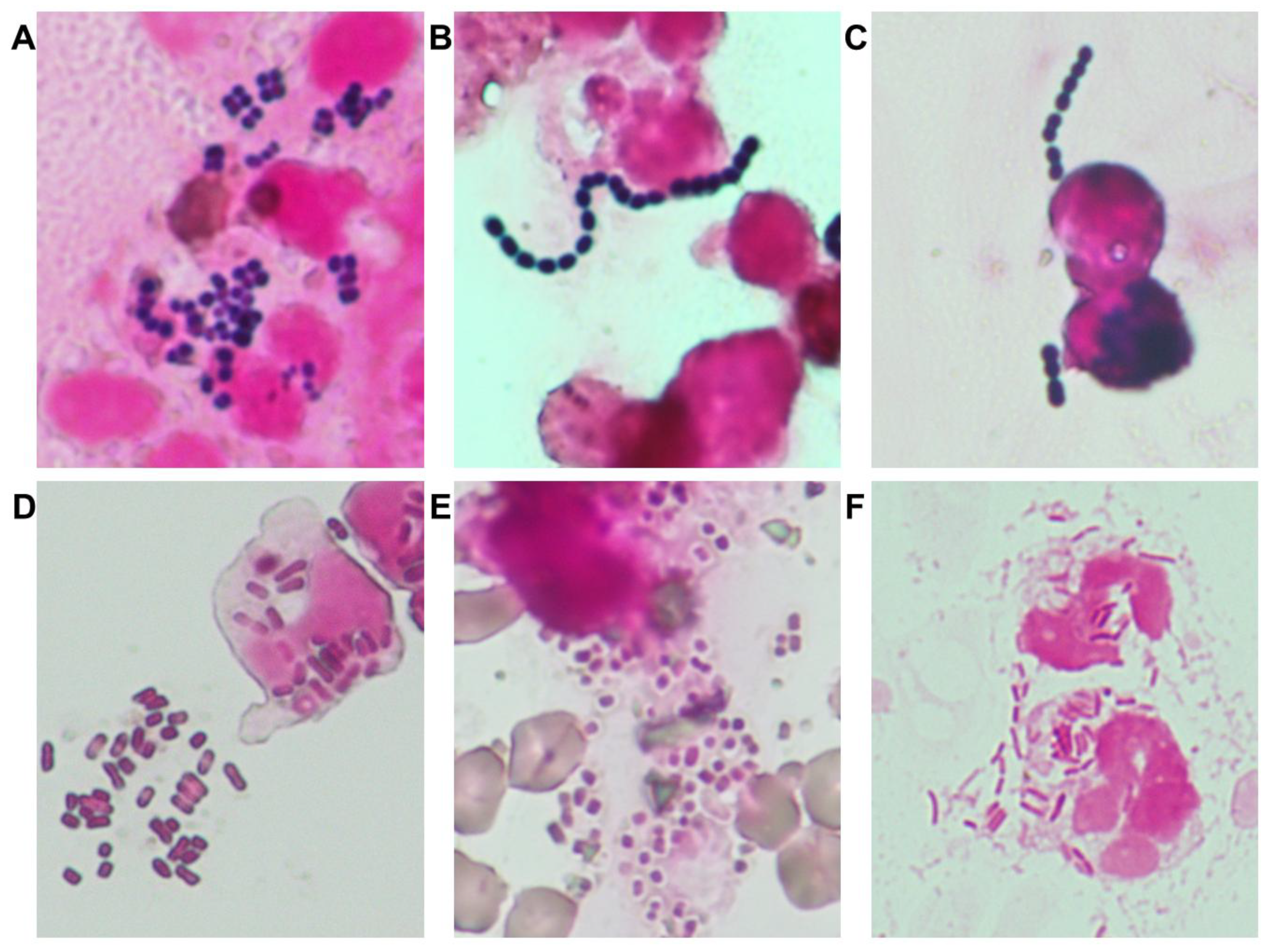 Vetsci 12 00743 g001