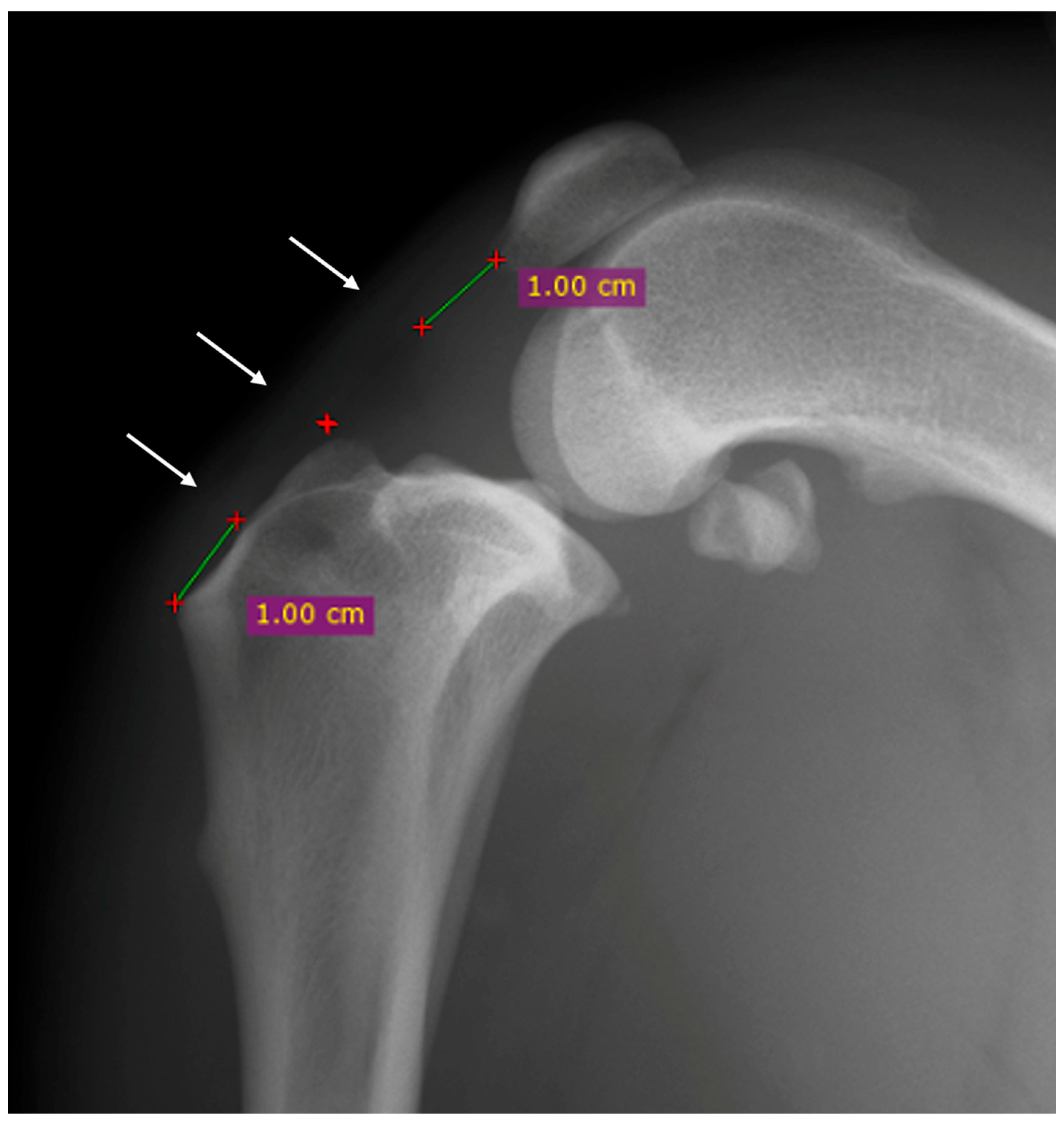 Vetsci 12 00745 g001 Vetsci 12 00745 g001