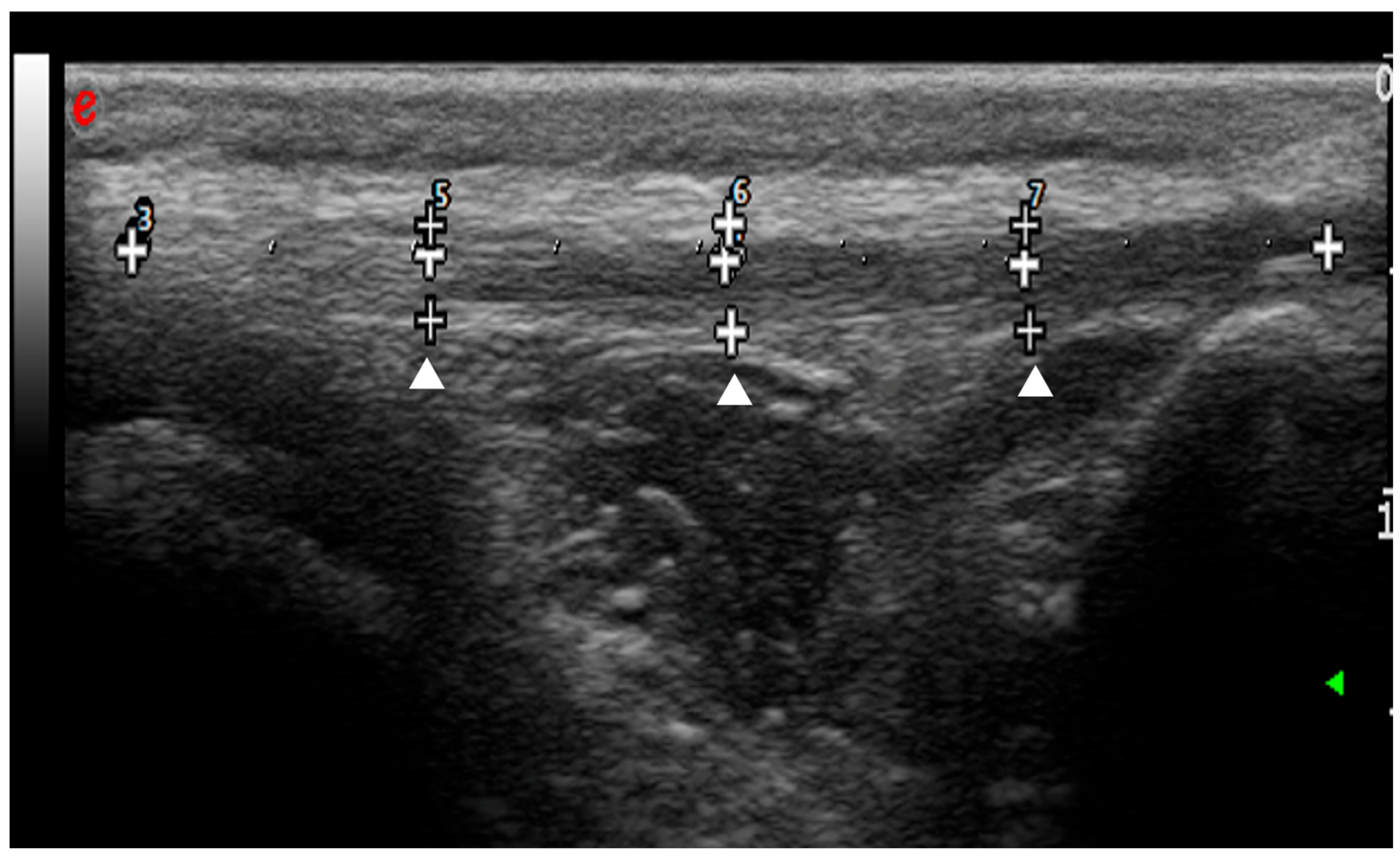 Vetsci 12 00745 g002 Vetsci 12 00745 g002