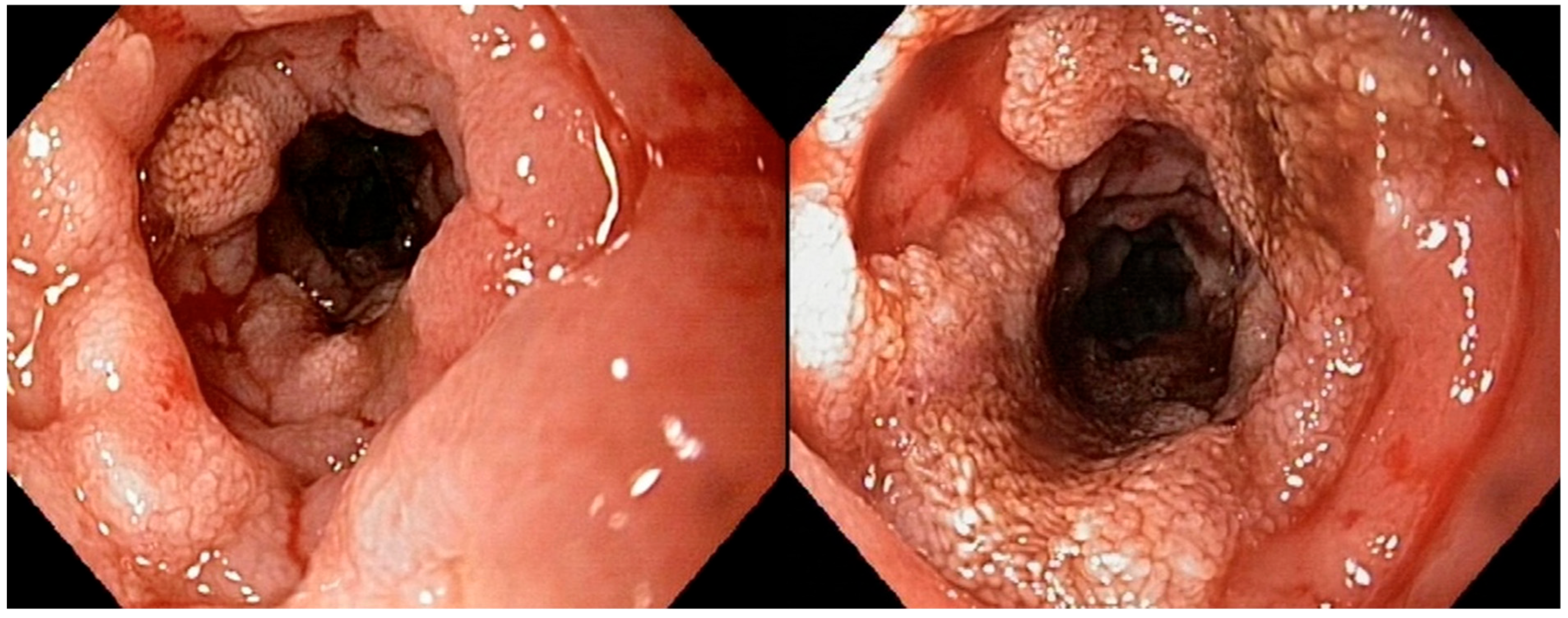 Vetsci 12 00751 g002