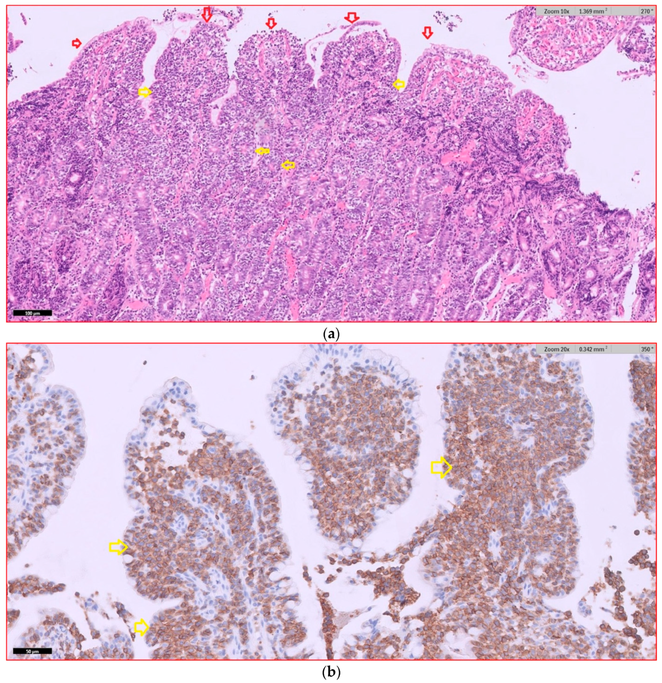 Vetsci 12 00751 g004