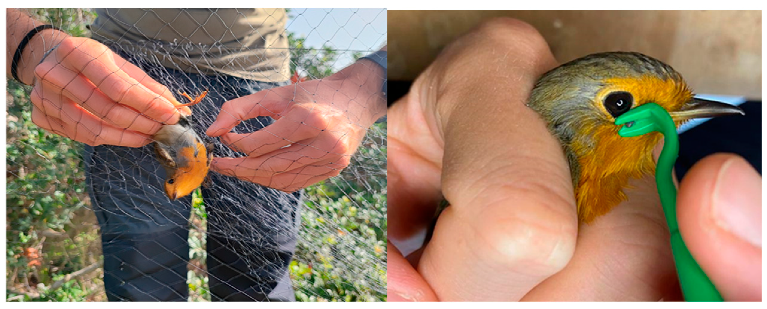 Vetsci 12 00753 g001