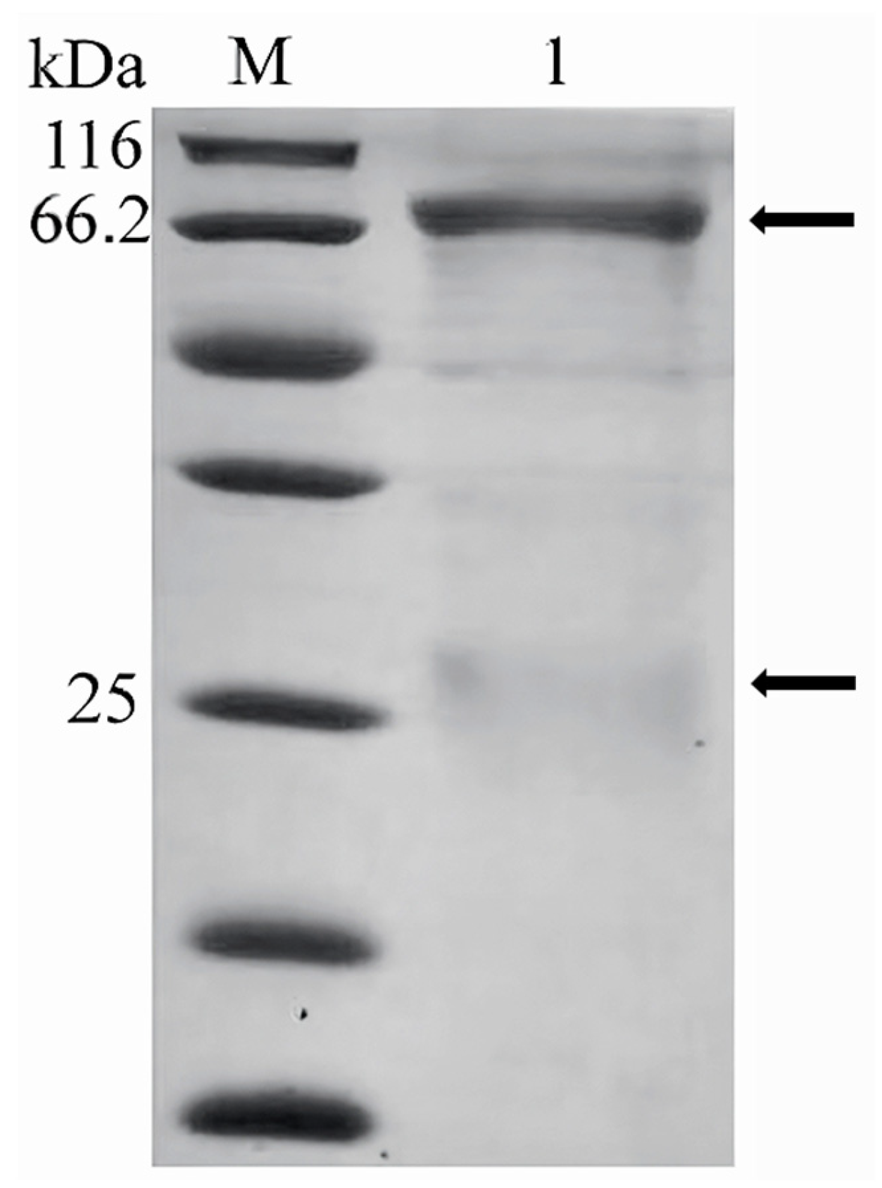 Vetsci 12 00754 g002