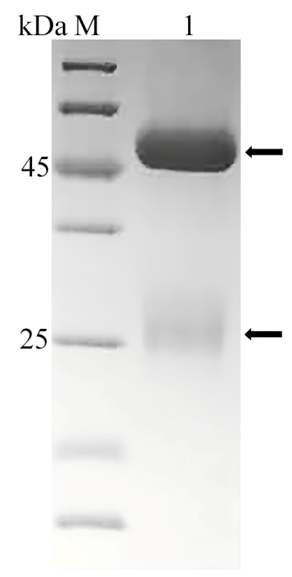 Vetsci 12 00754 g003