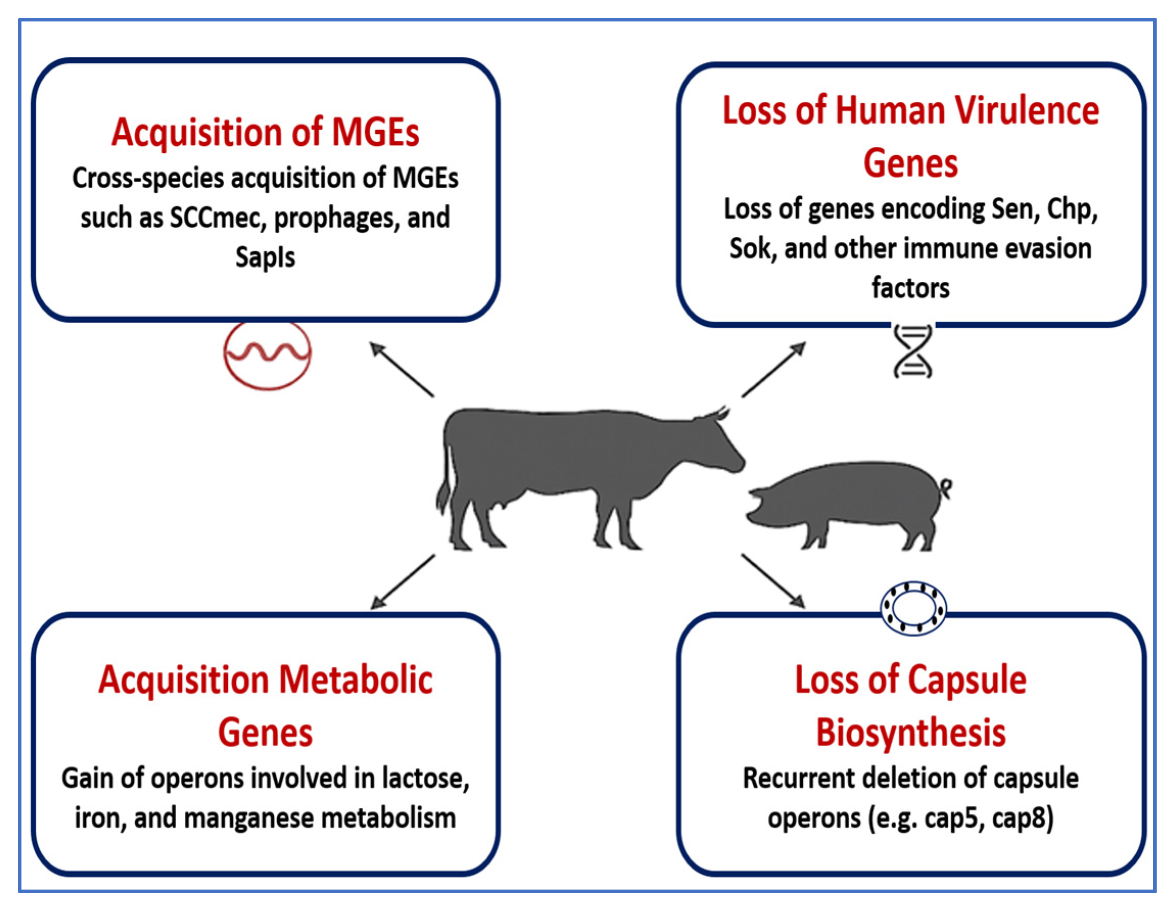 Vetsci 12 00757 g002