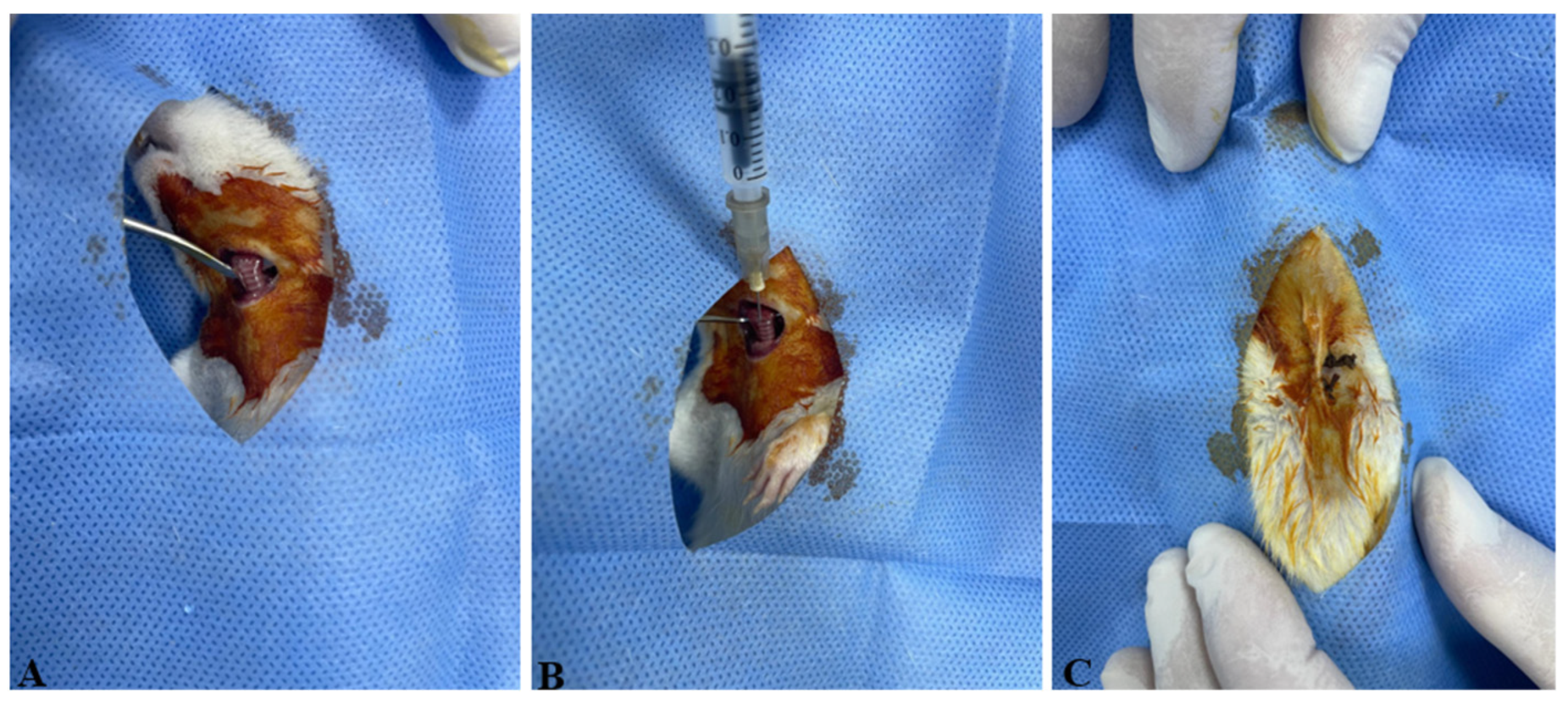 Vetsci 12 00760 g001