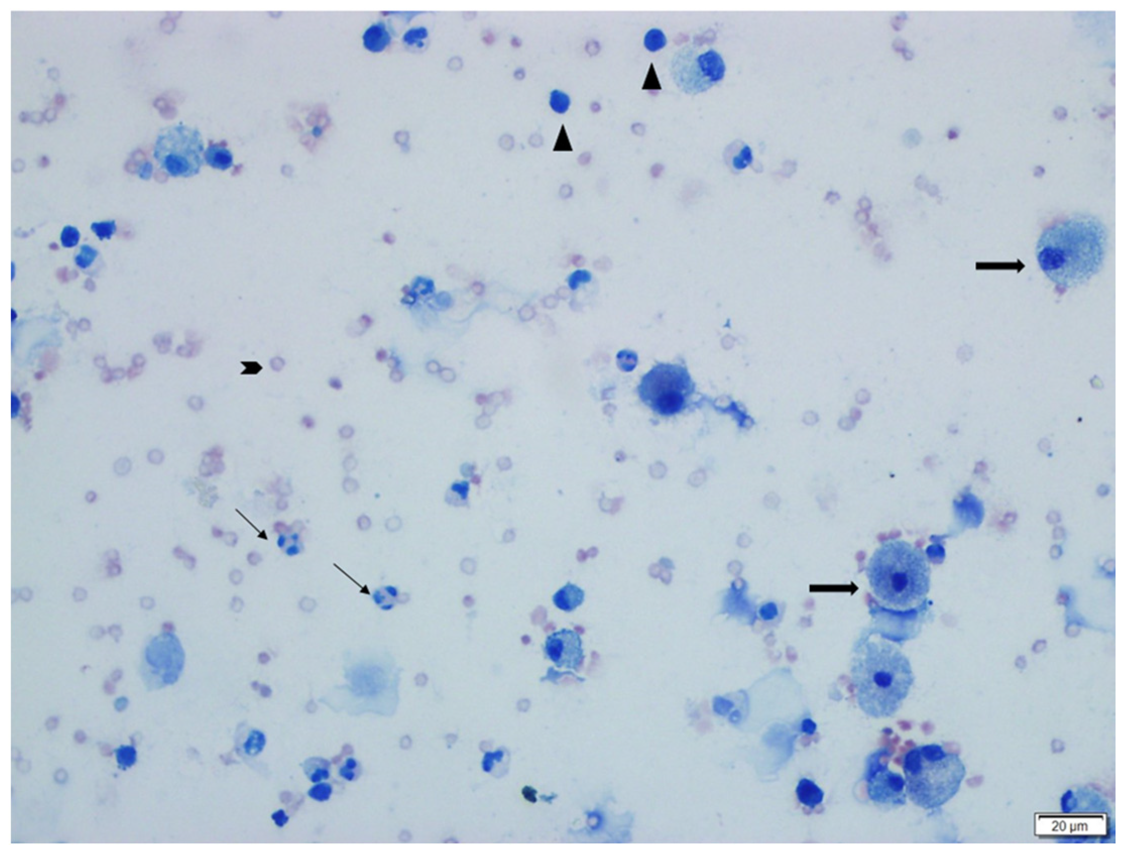 Vetsci 12 00760 g002