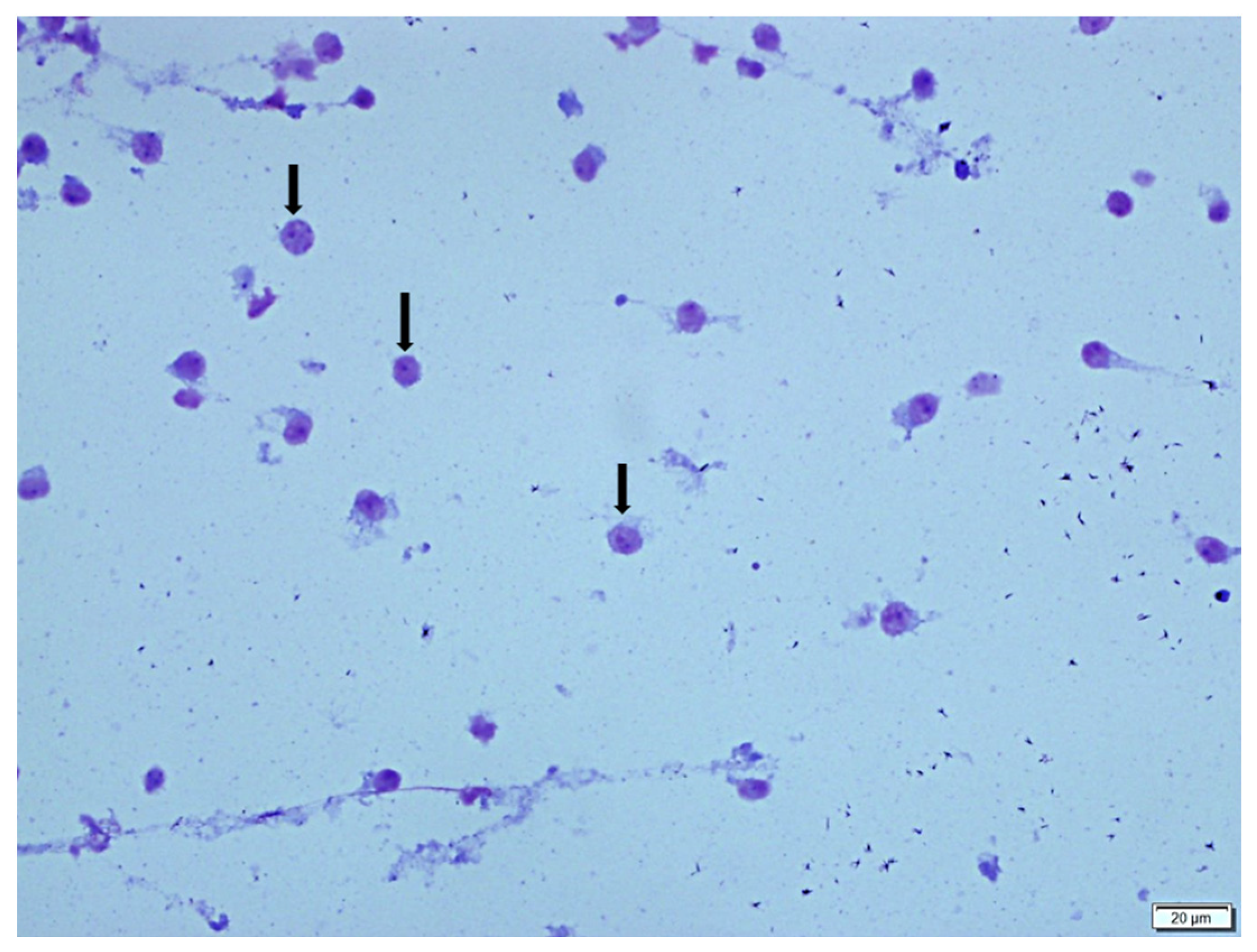 Vetsci 12 00760 g003