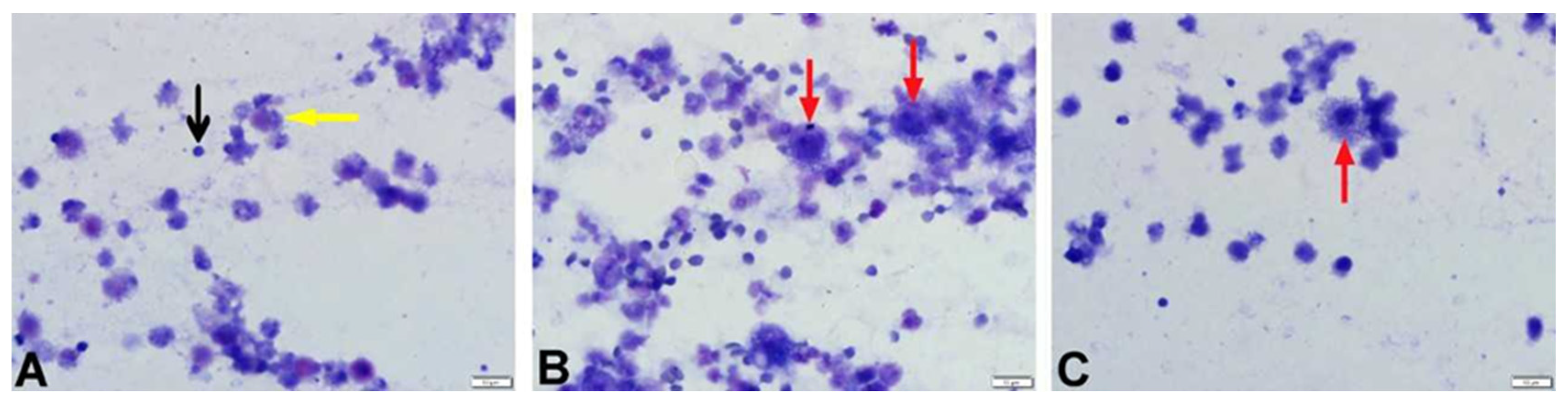 Vetsci 12 00760 g004