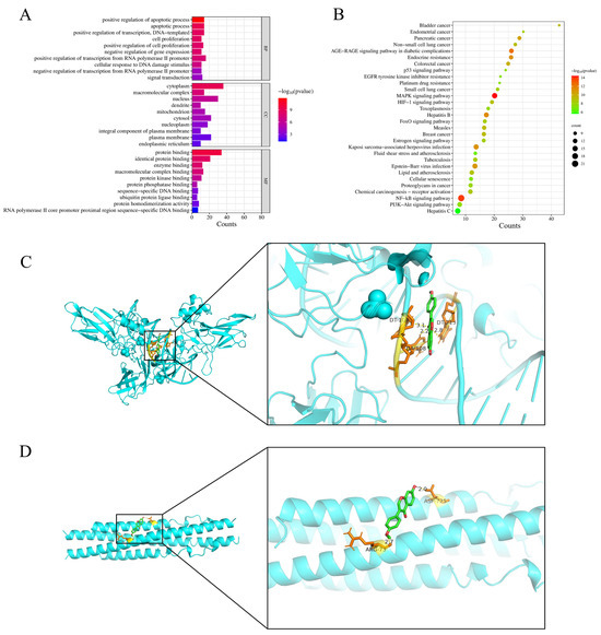 Flavonoids of S. suberectus Dunn Regulate Cyclophosphamide-Induced