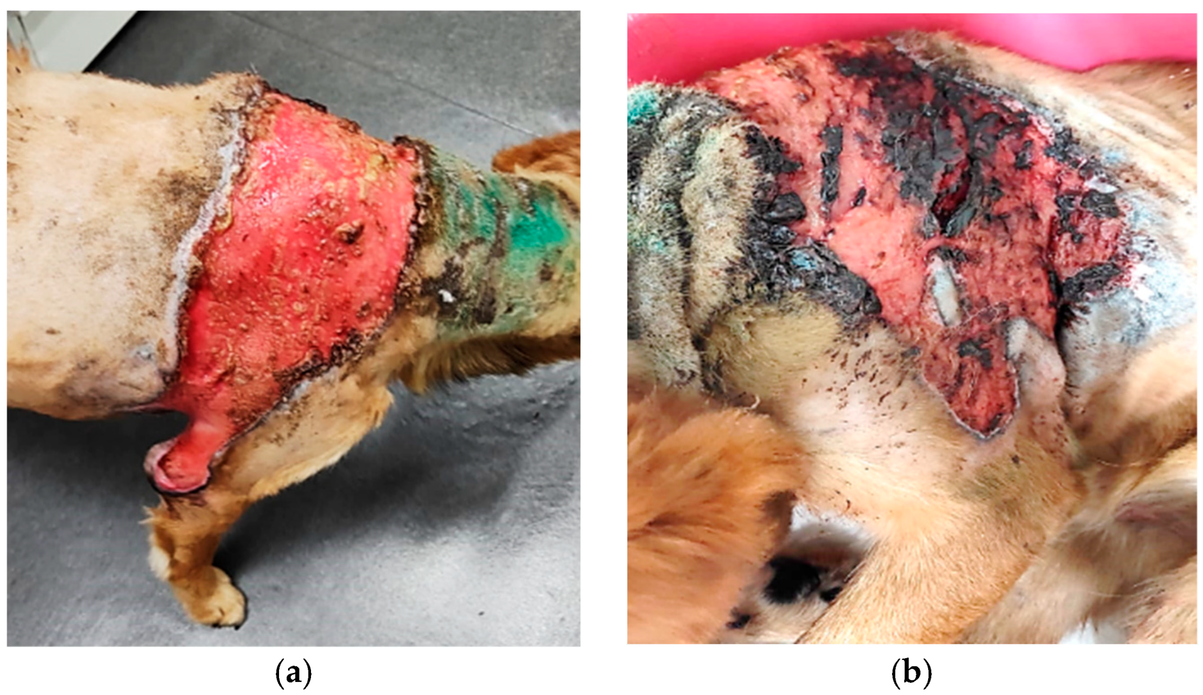 Vetsci 12 00764 g001