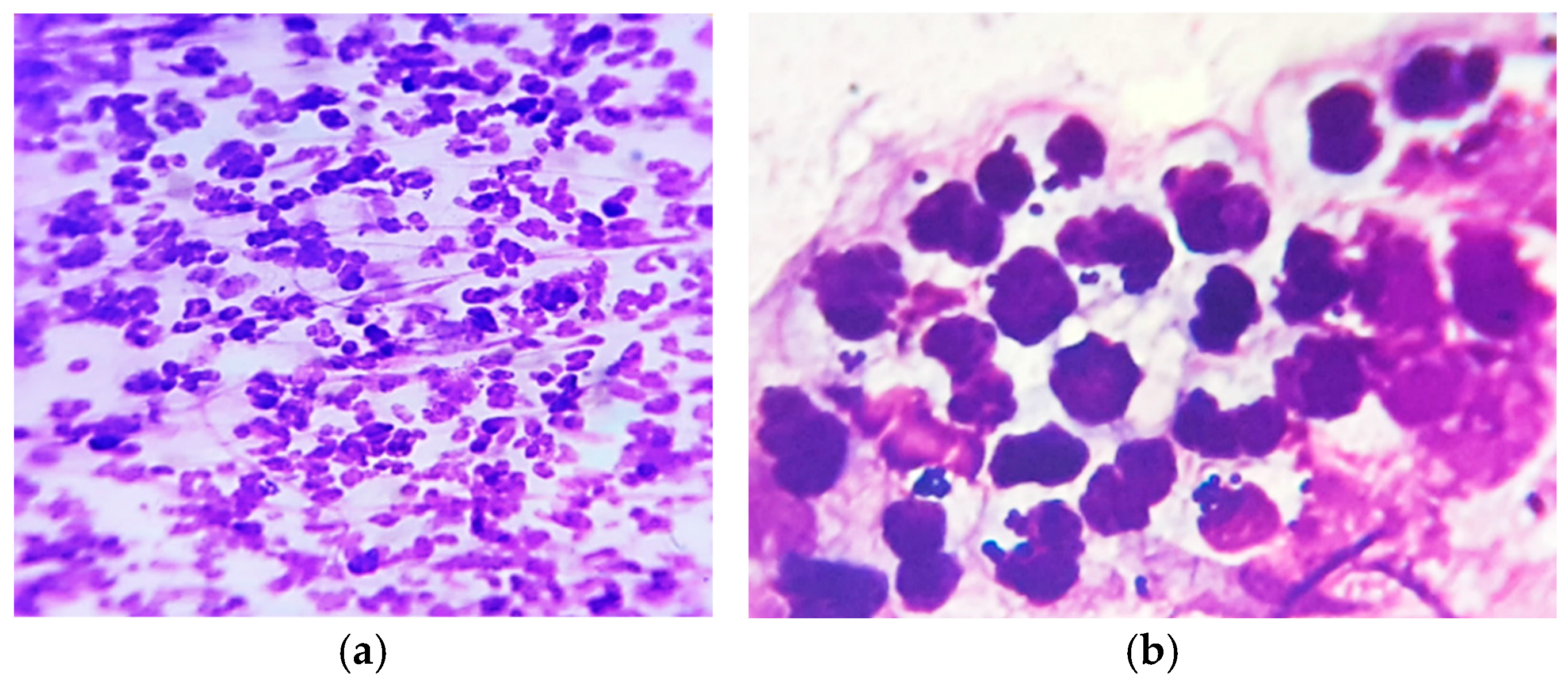 Vetsci 12 00764 g002