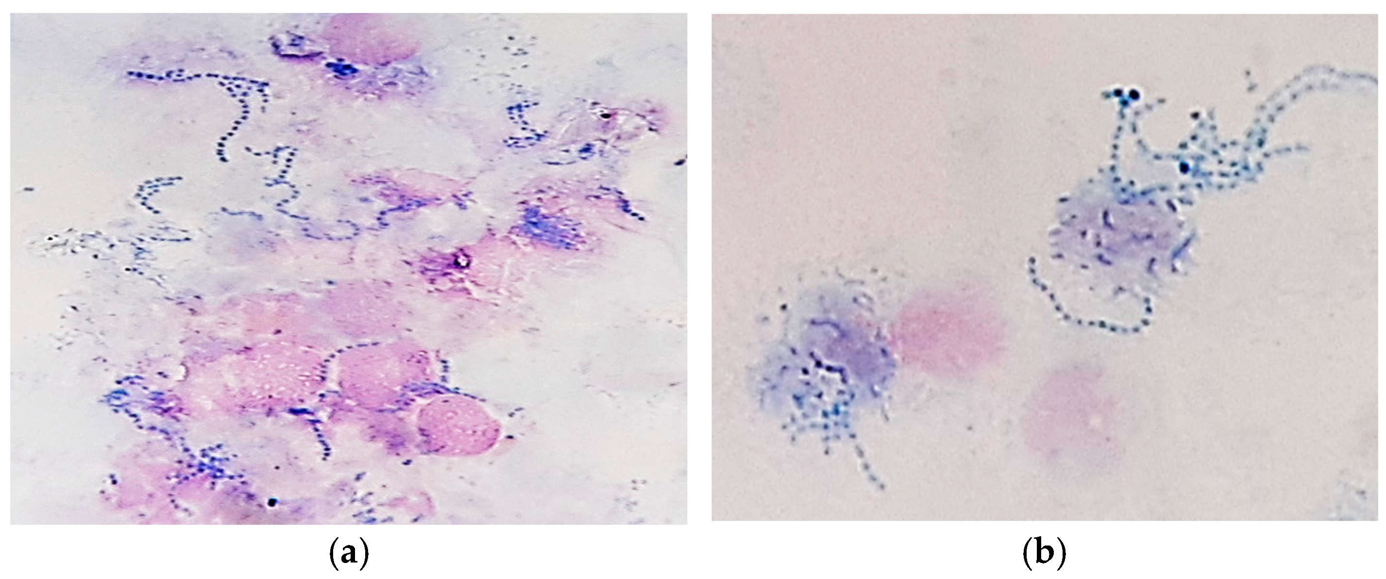 Vetsci 12 00764 g004