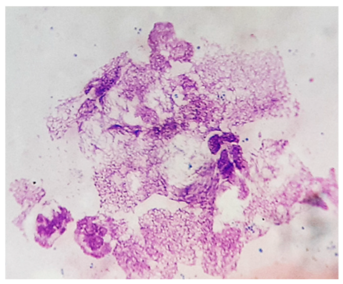 Vetsci 12 00764 g008