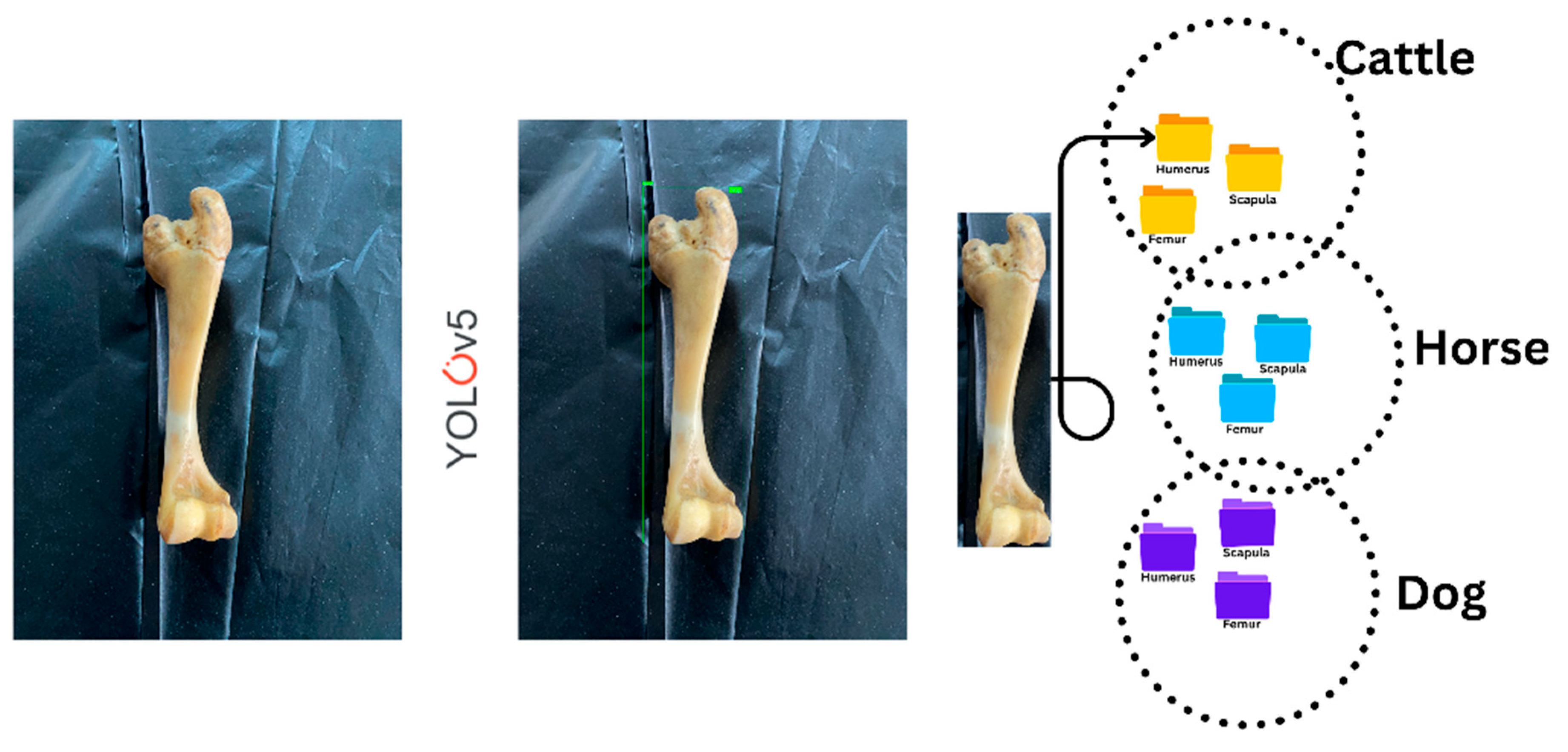 Vetsci 12 00765 g001