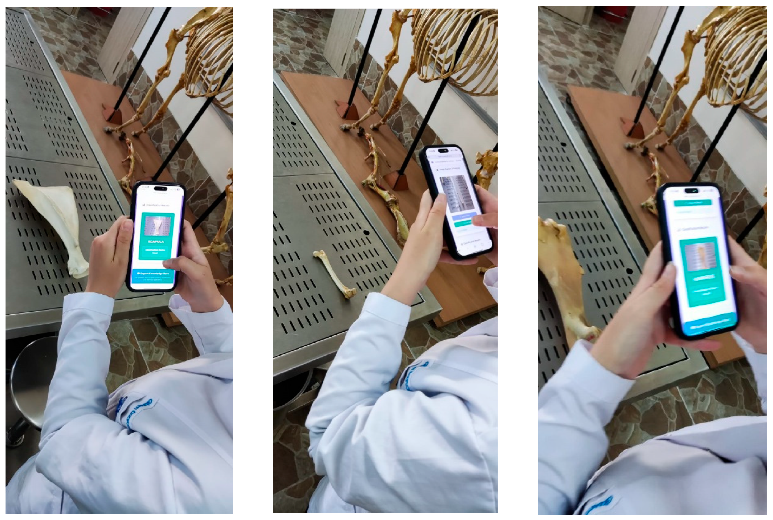 Vetsci 12 00765 g007