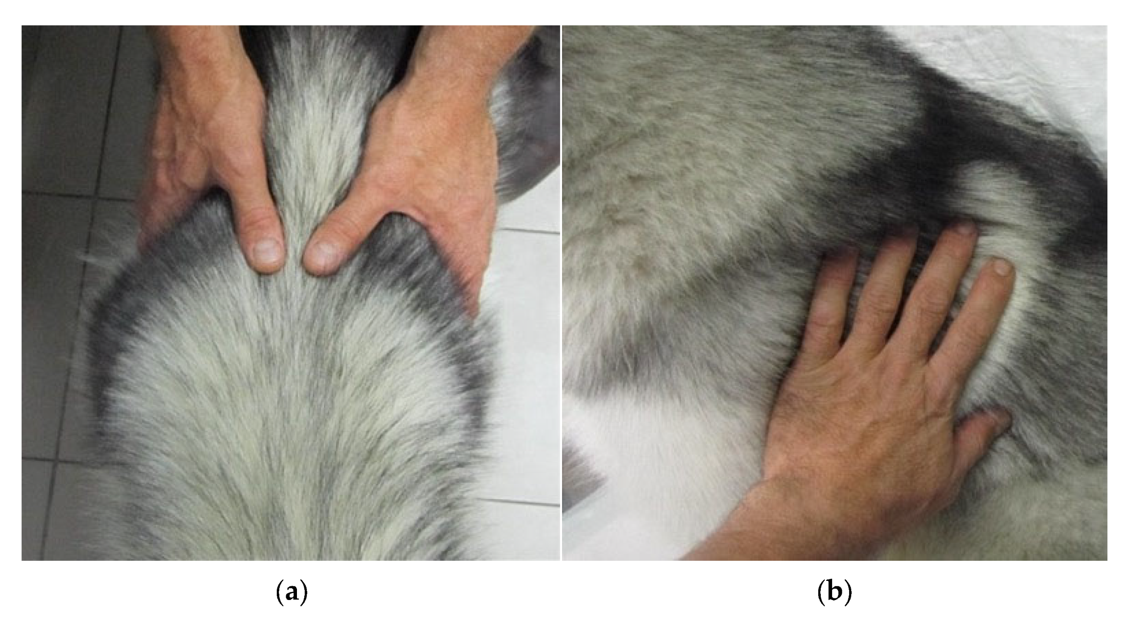 Vetsci 12 00766 g001 Vetsci 12 00766 g001